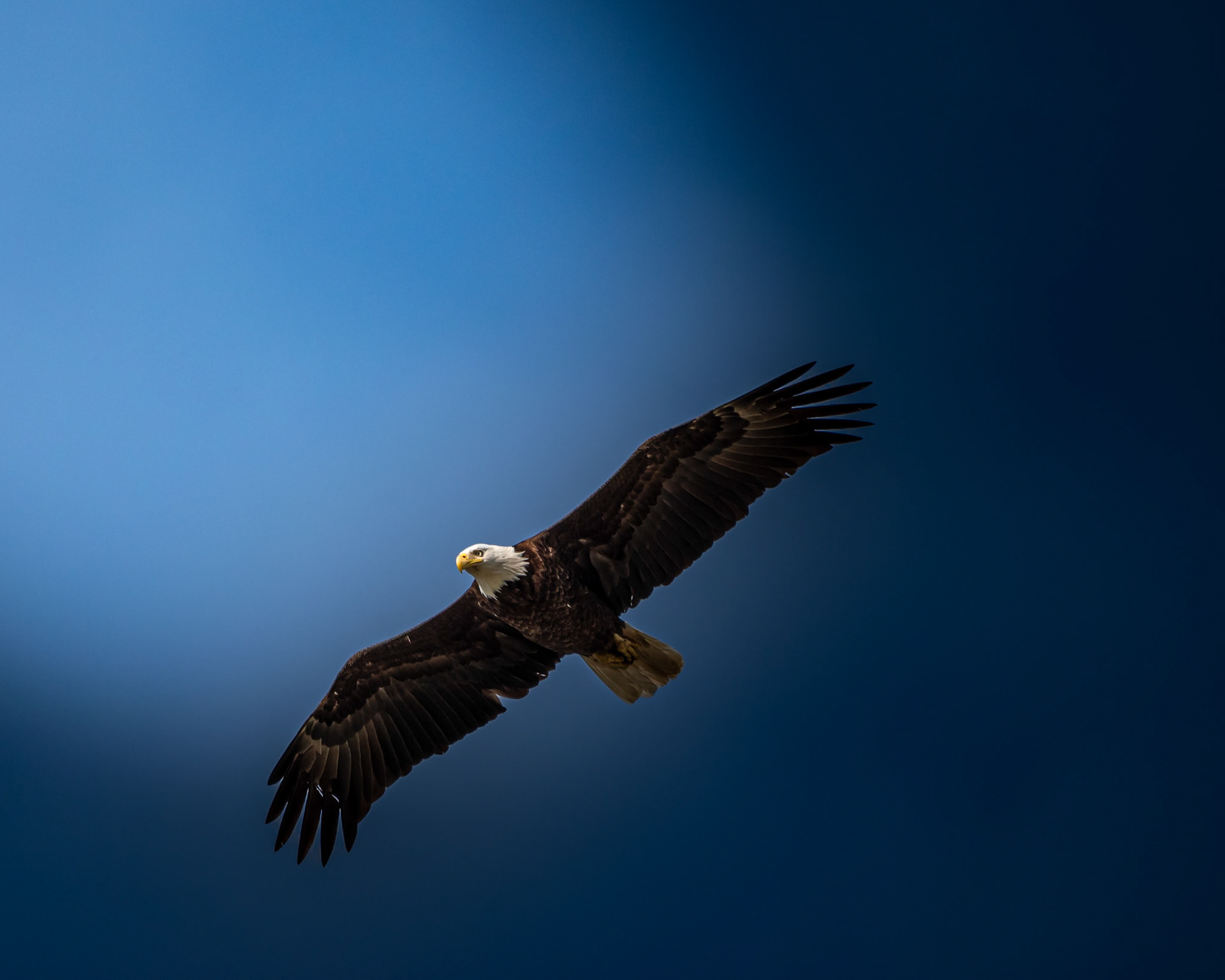 Bald Eagle