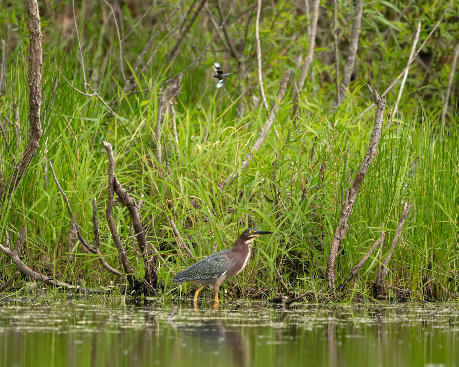 Green Heron