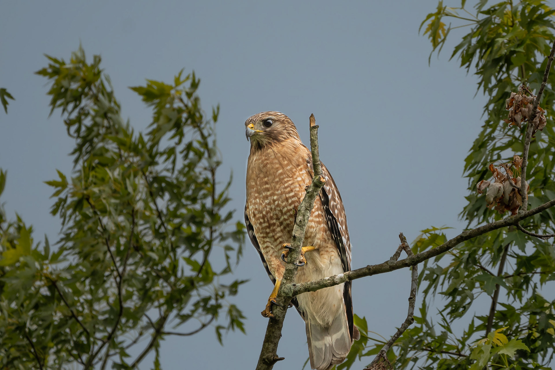 Red-Tail Hawk