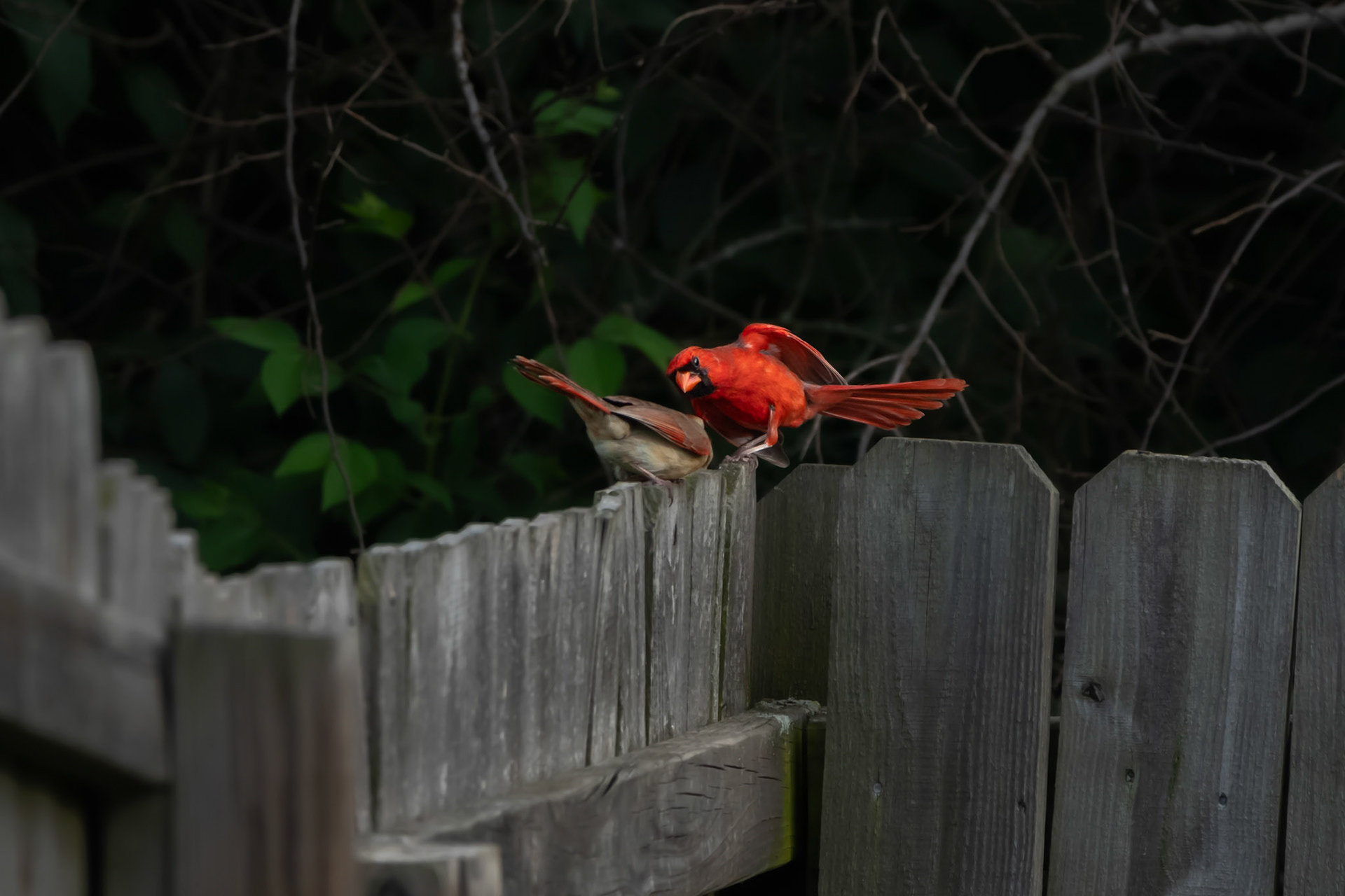 Northern Cardinals