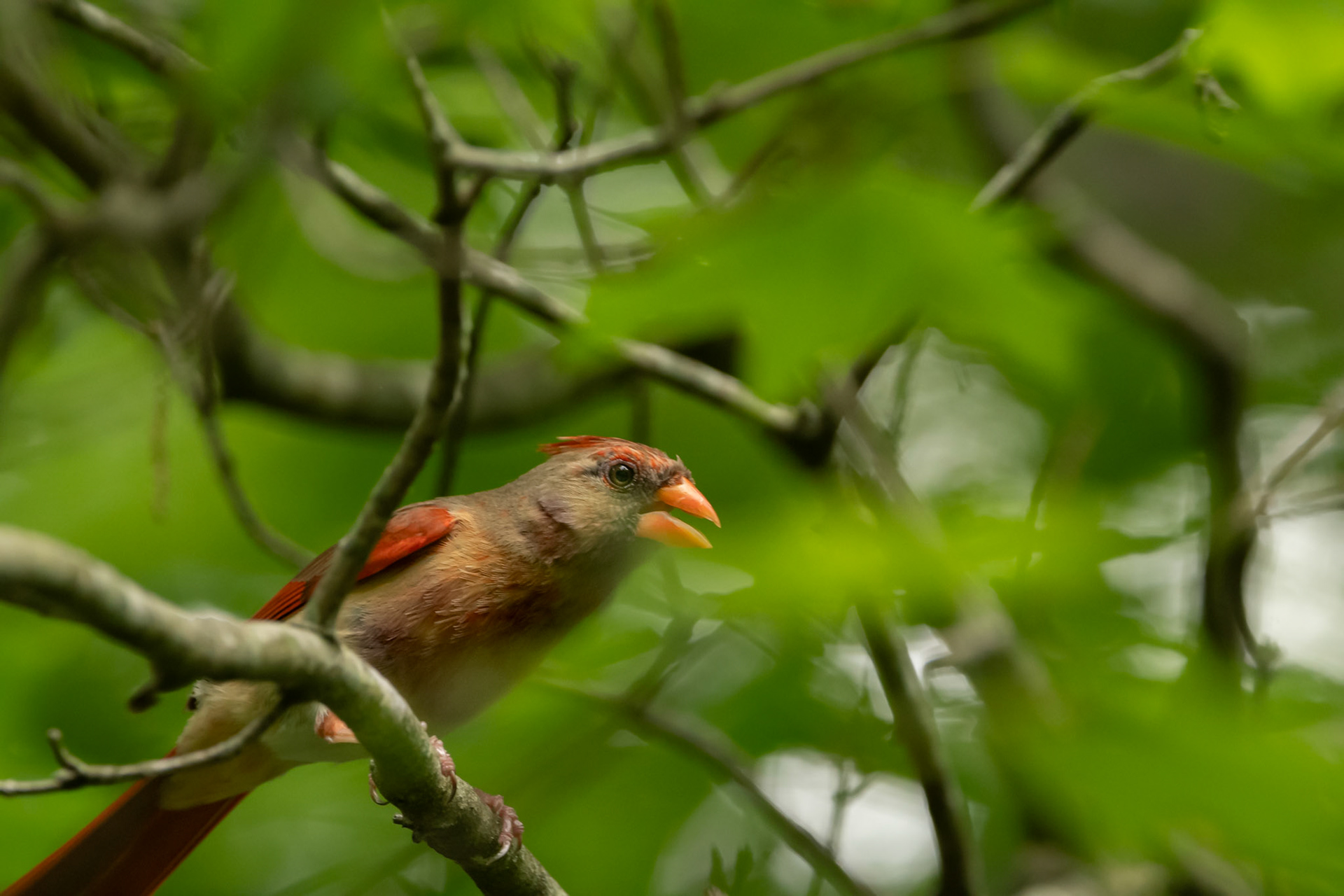 Northern Cardinal (Female)