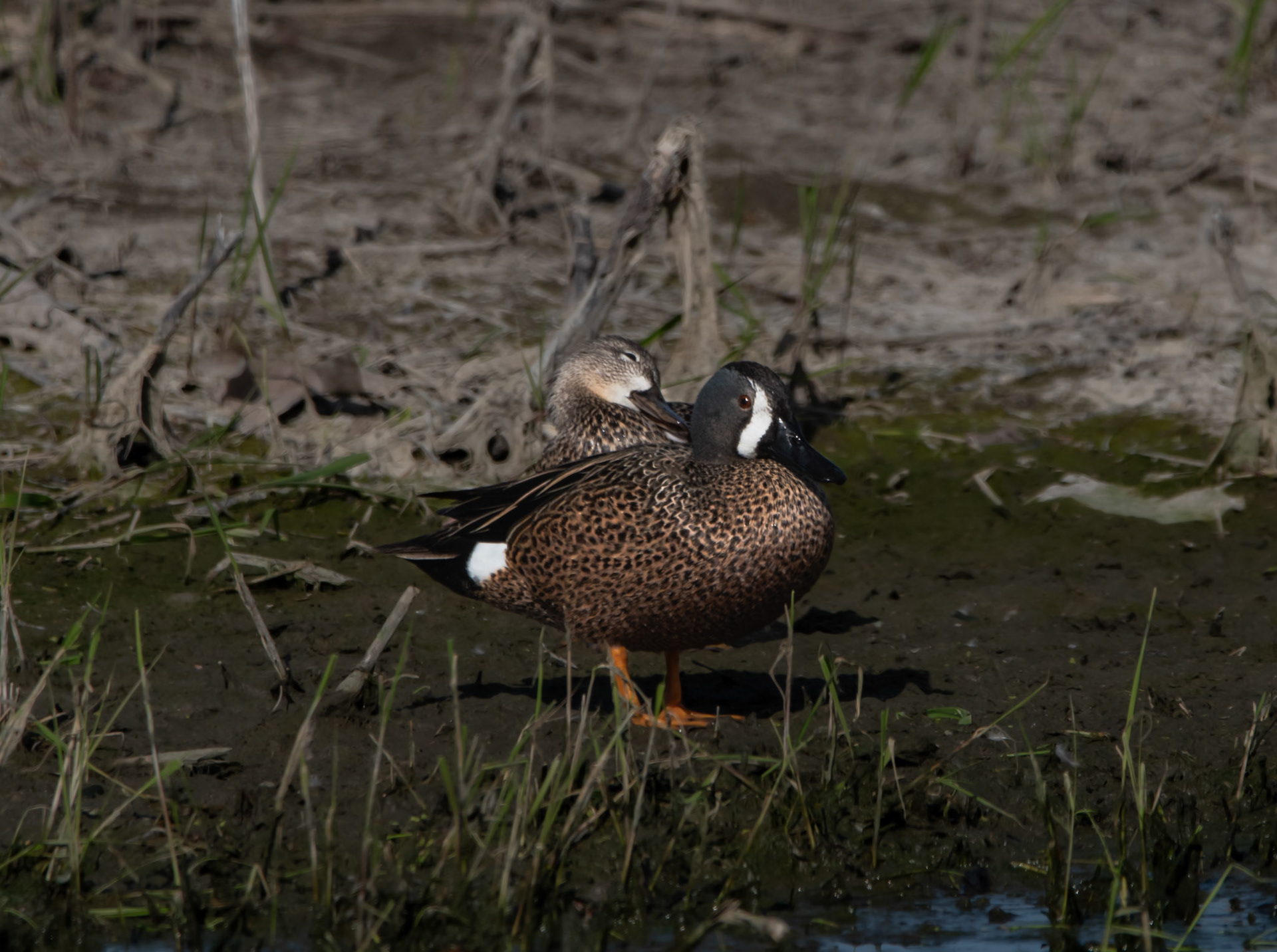 Blue-Winged Teal