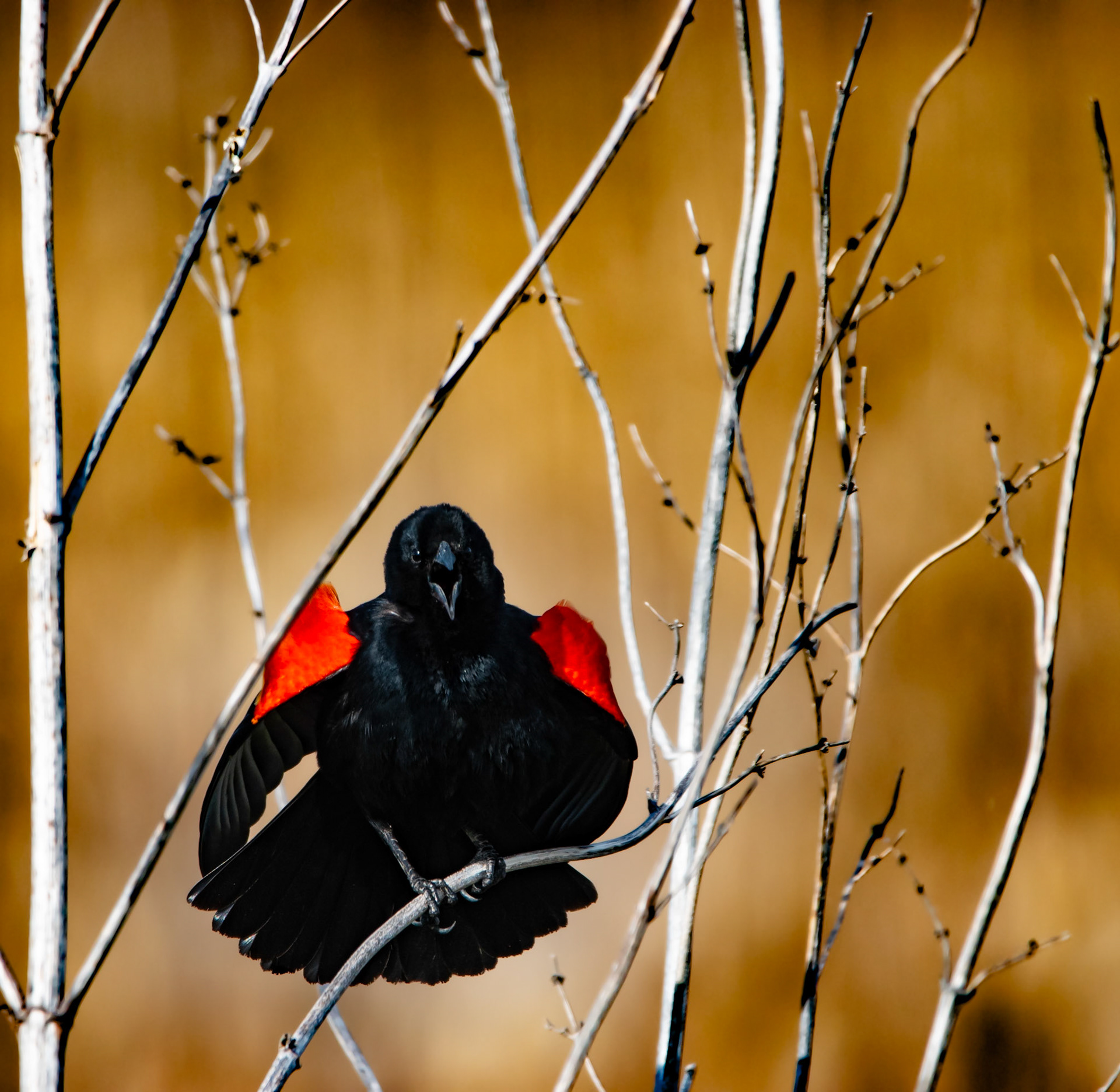 Red-Winged Blackbird