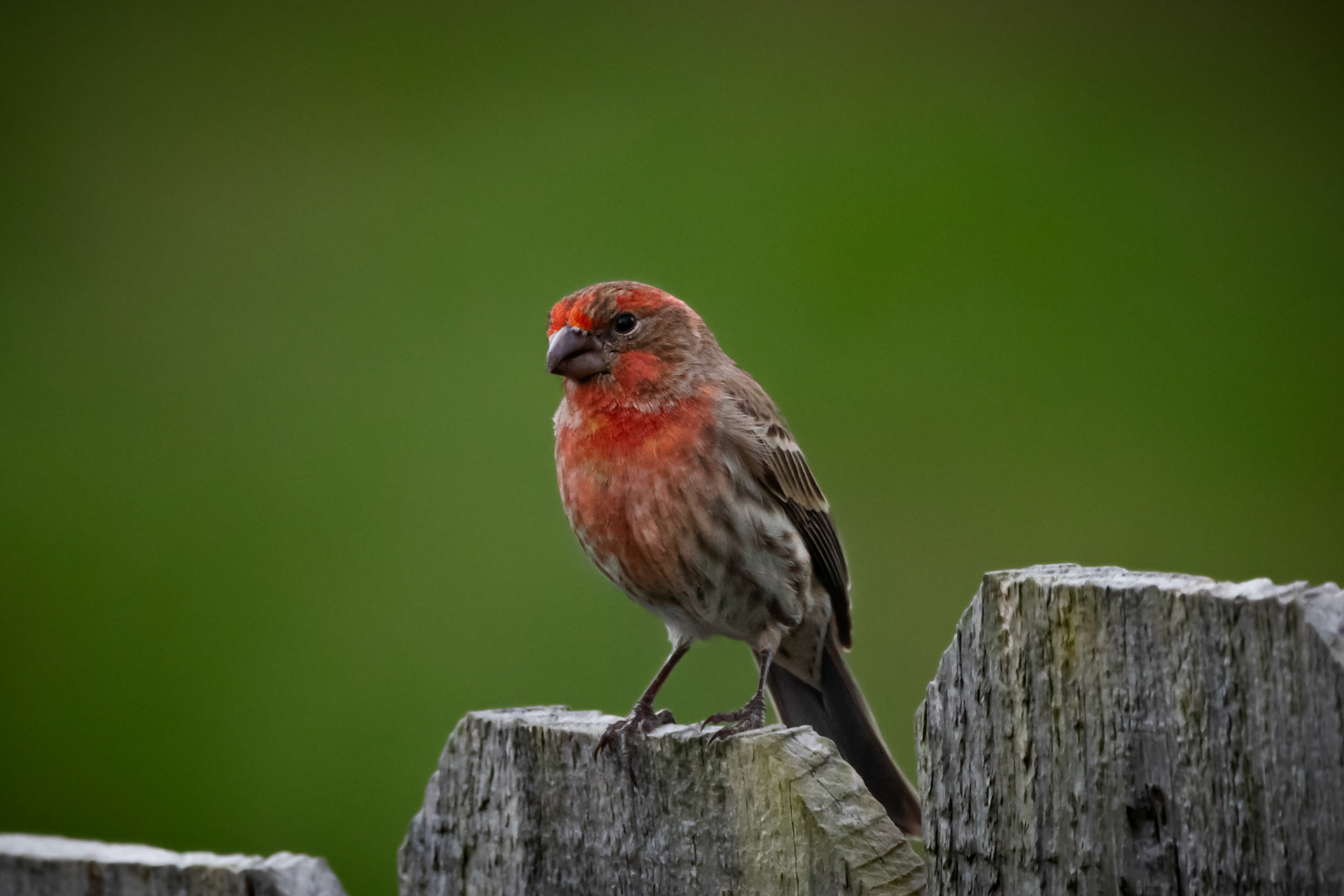 House Finch