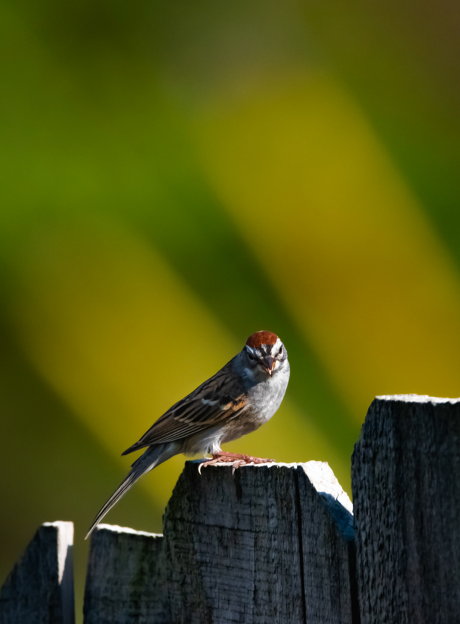 Chipping Sparrow