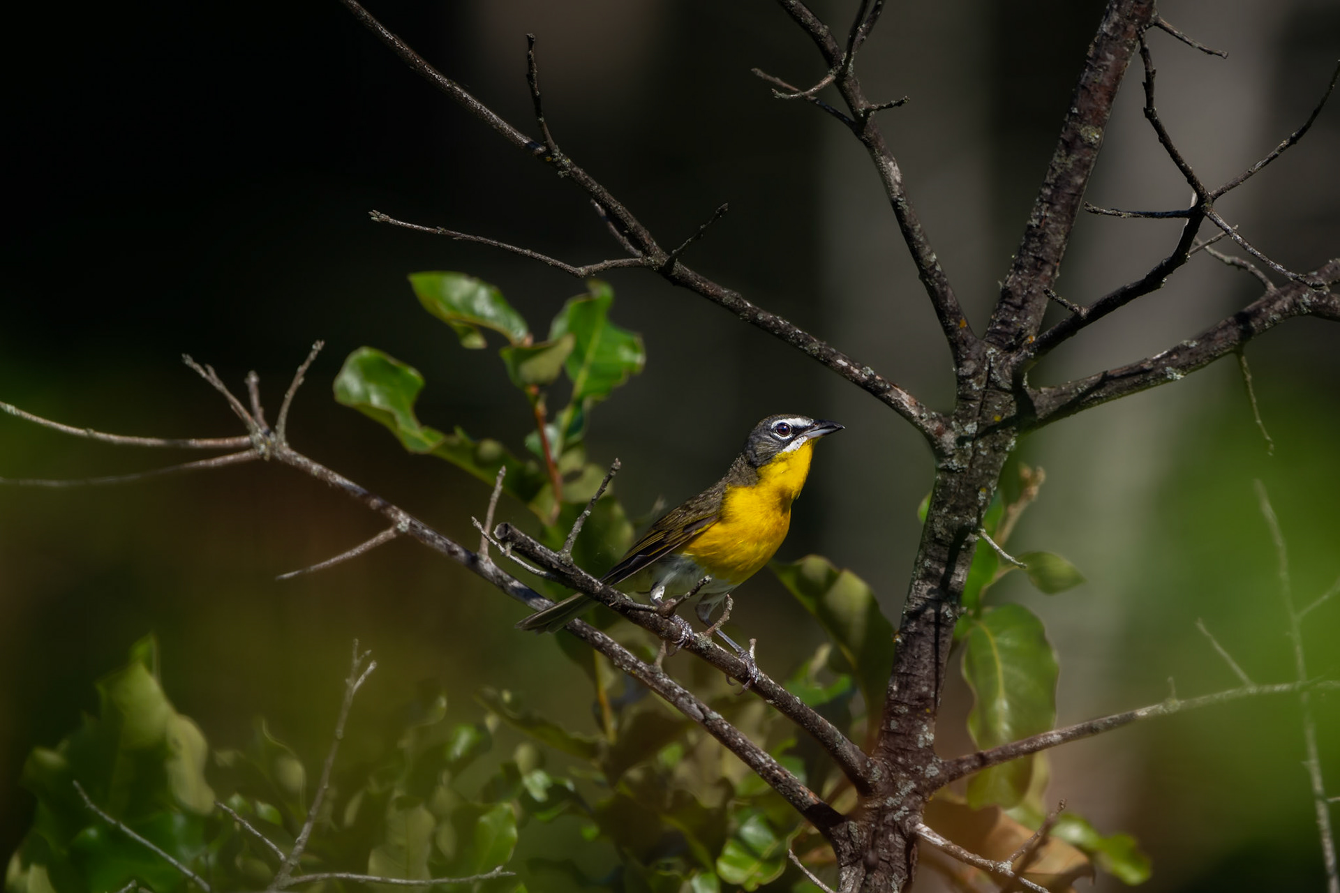 Yellow-Breasted Chat