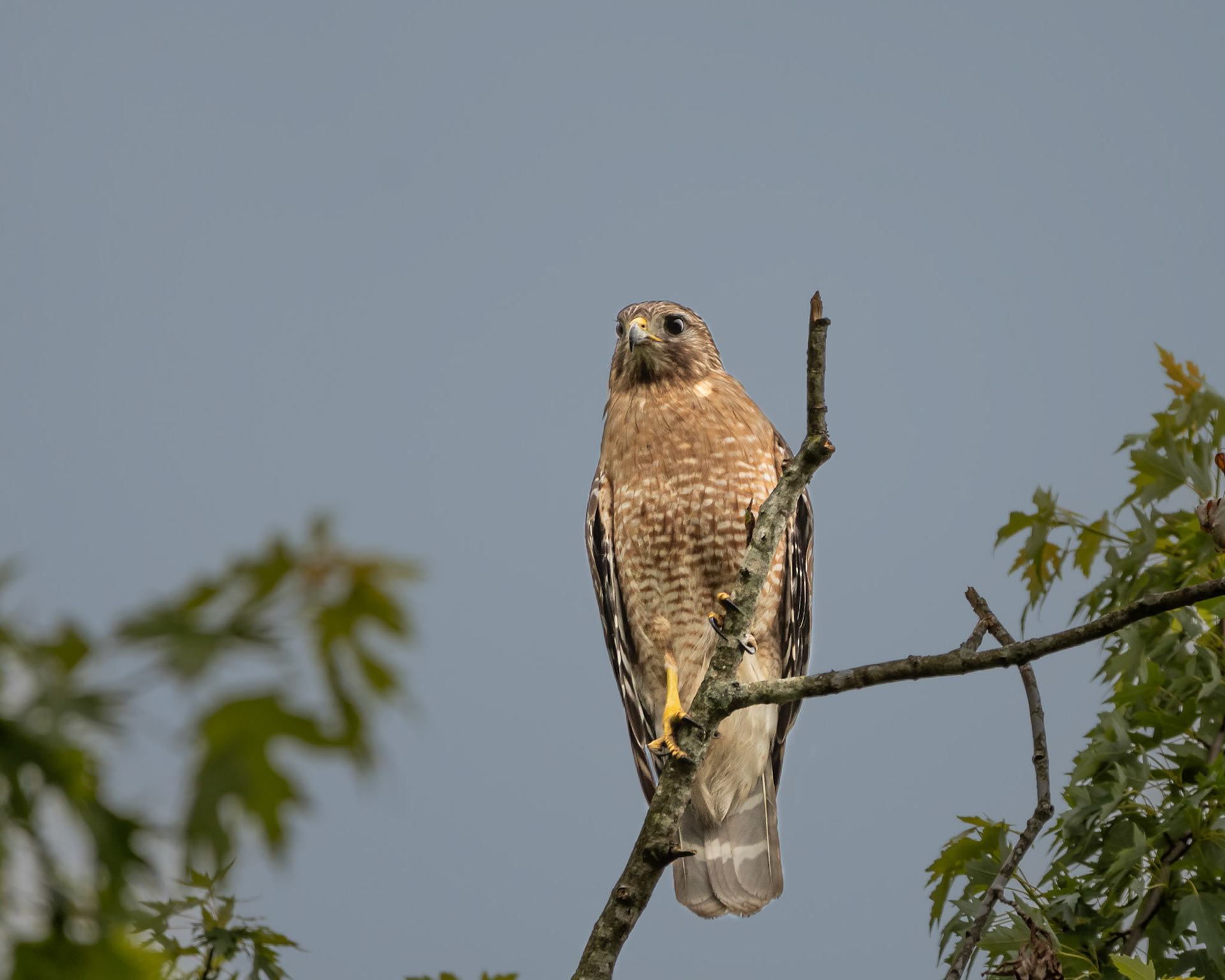 Red-Tail Hawk