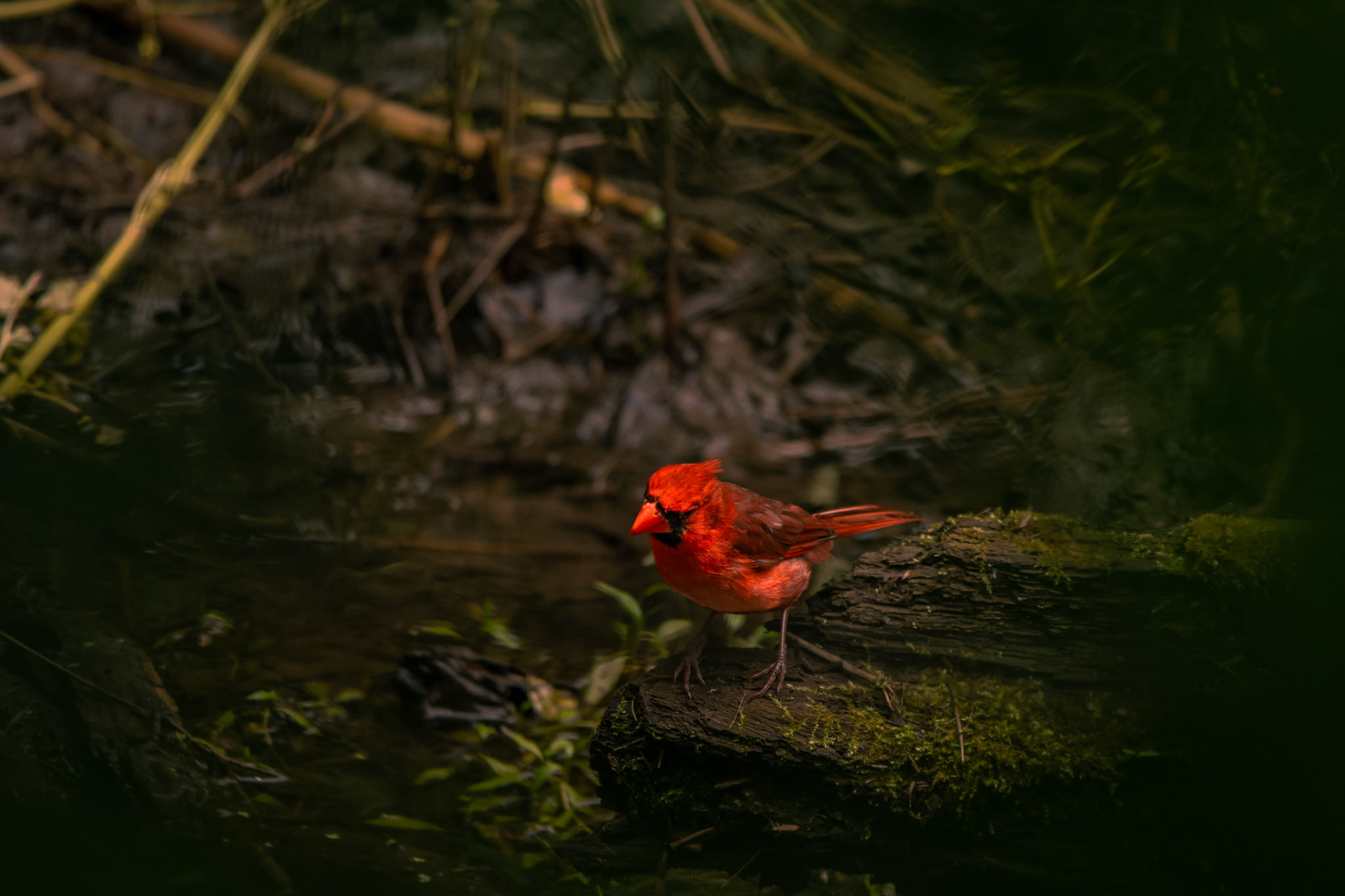 Northern Cardinal