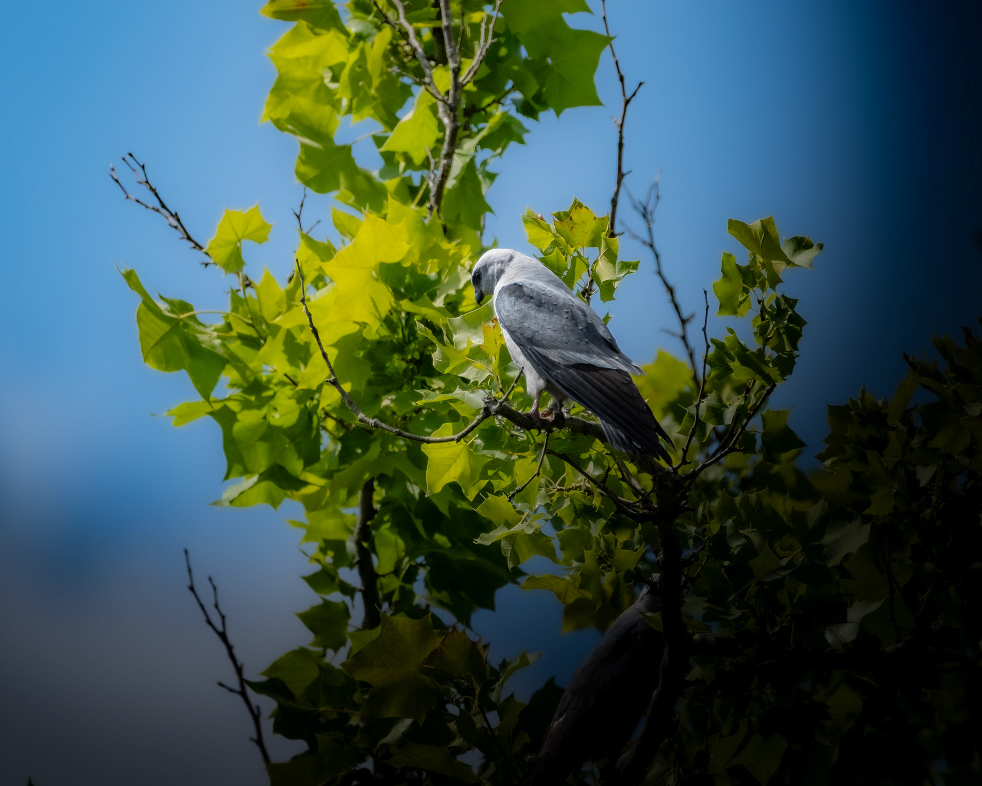 Mississippi Kite