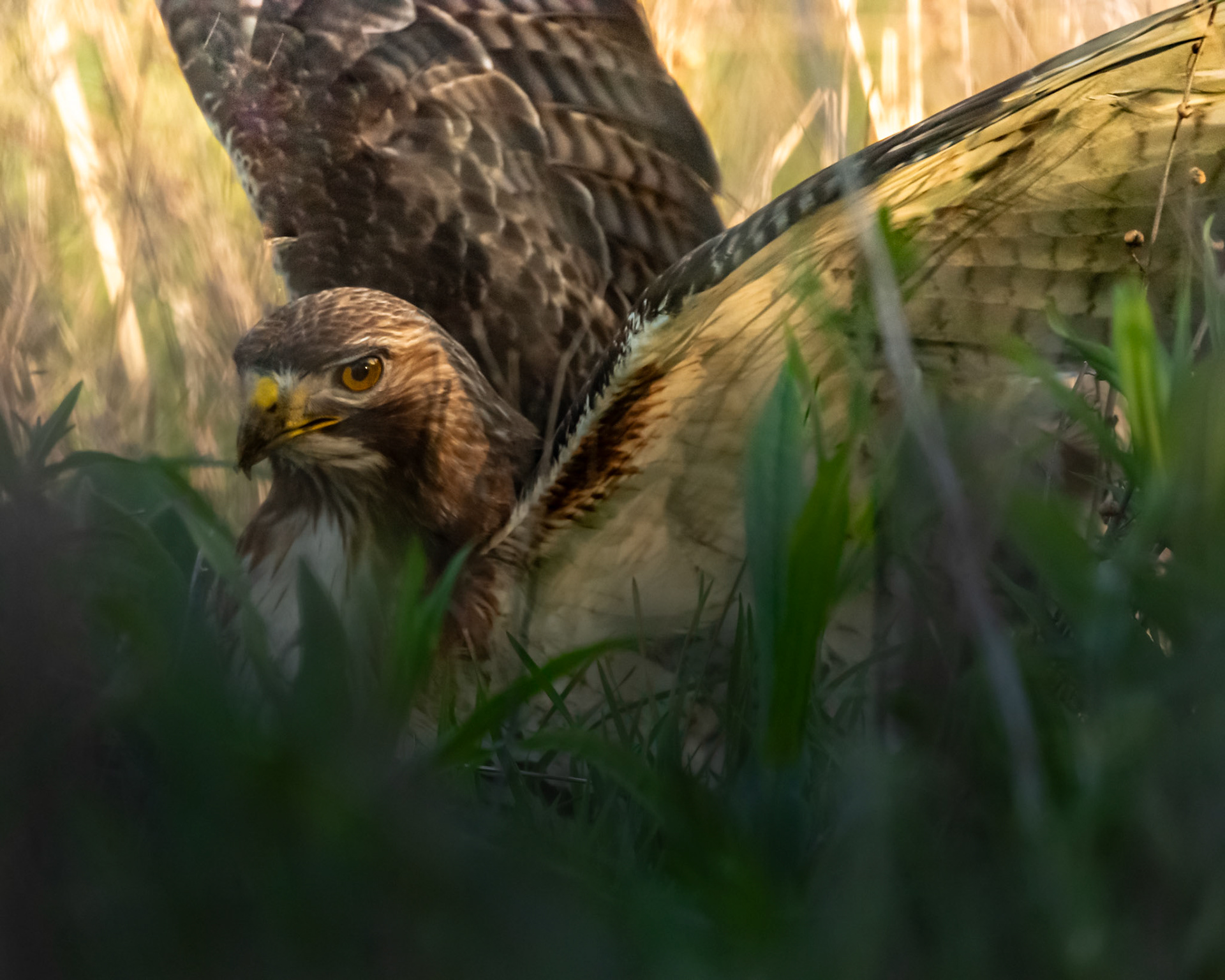 Red-Tailed Hawk