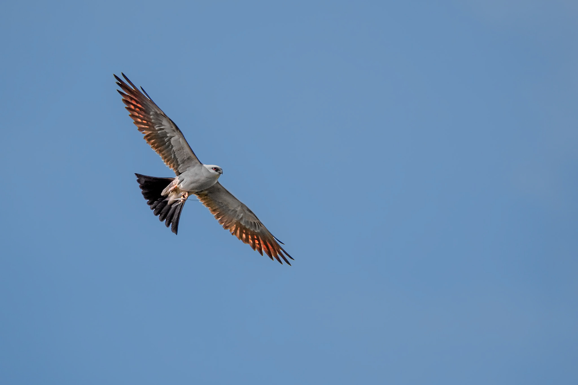 Mississippi Kite