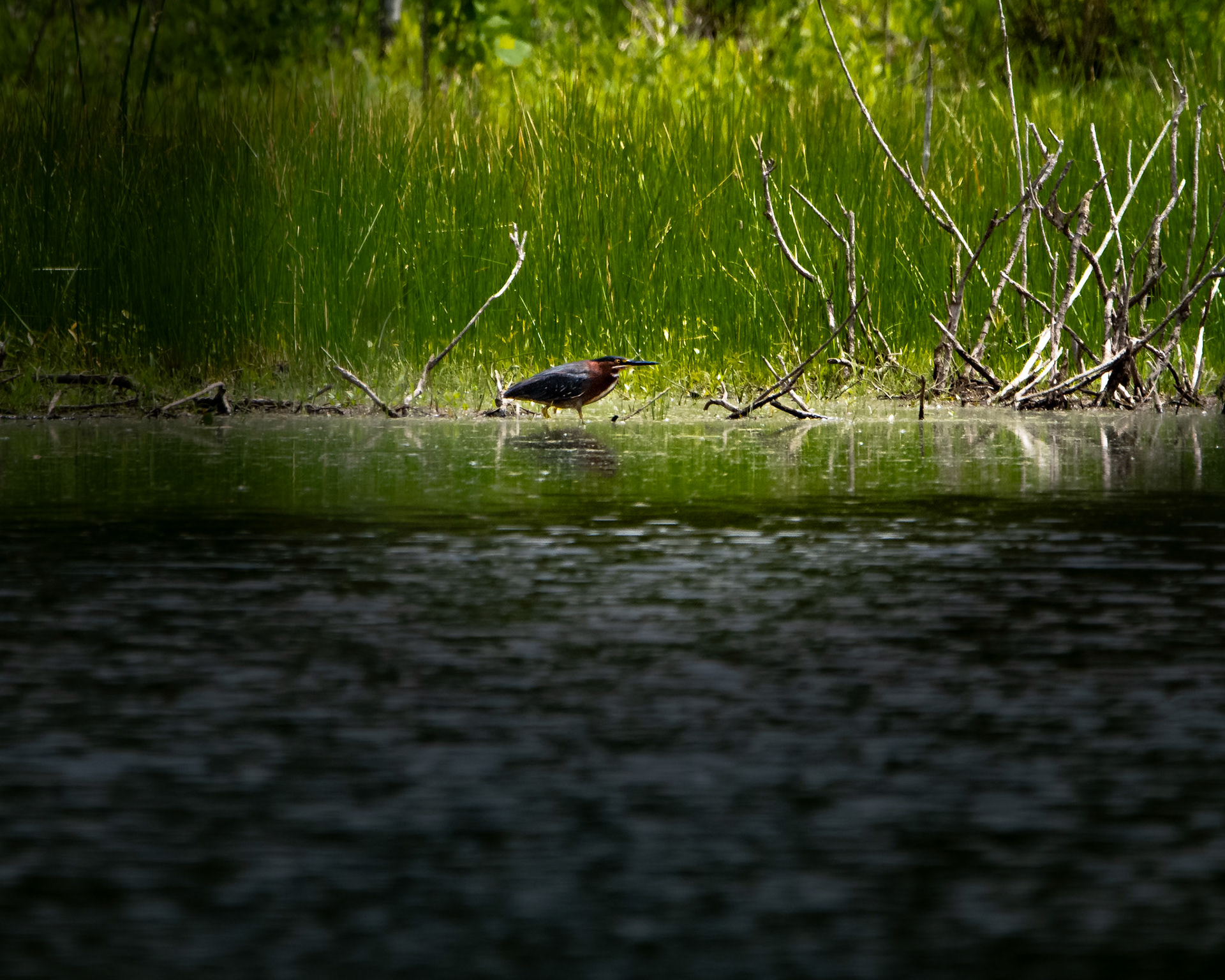 Green Heron