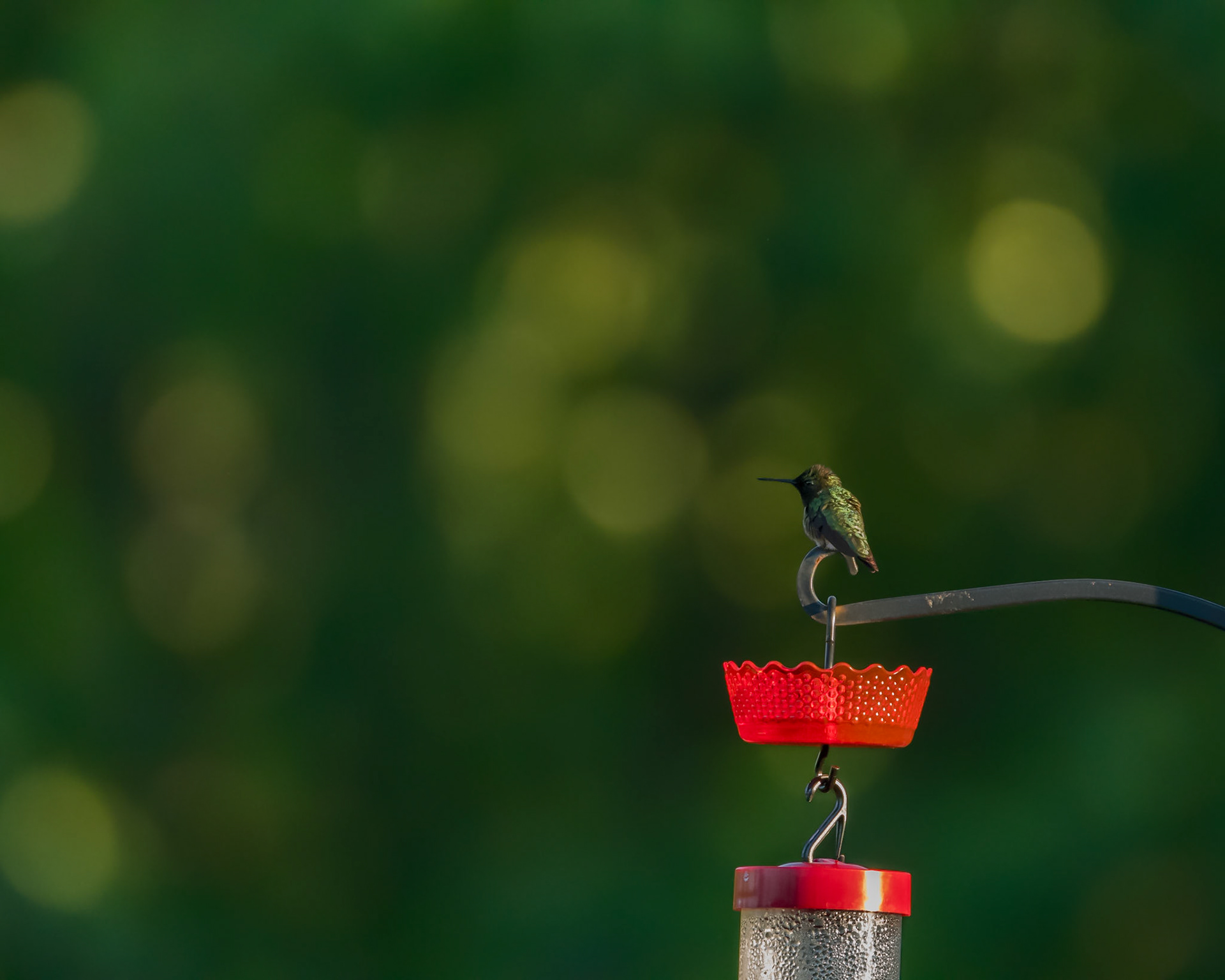 Ruby-throated hummingbird