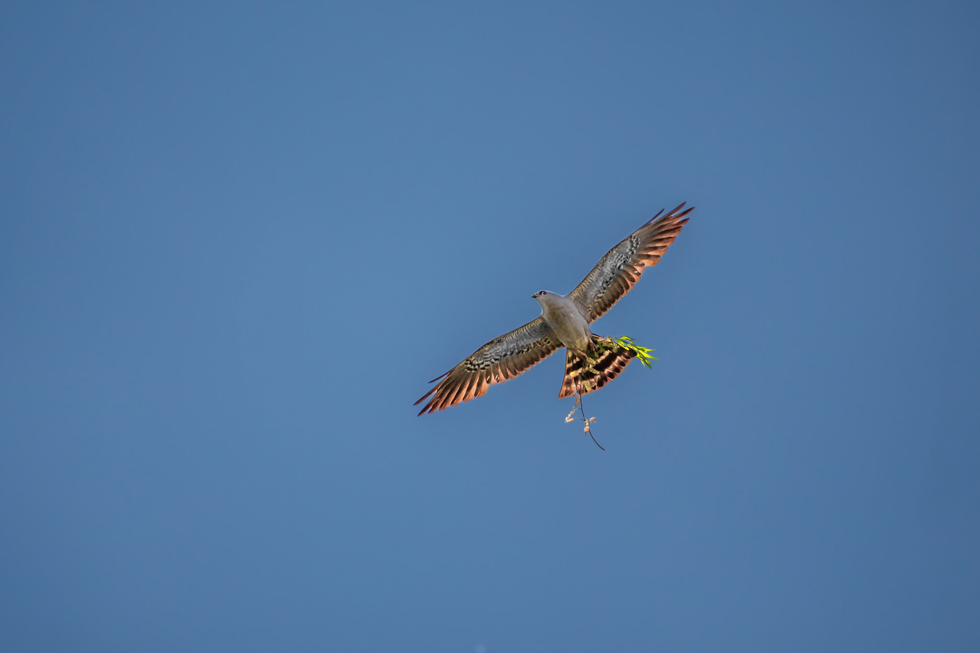 Mississippi Kite