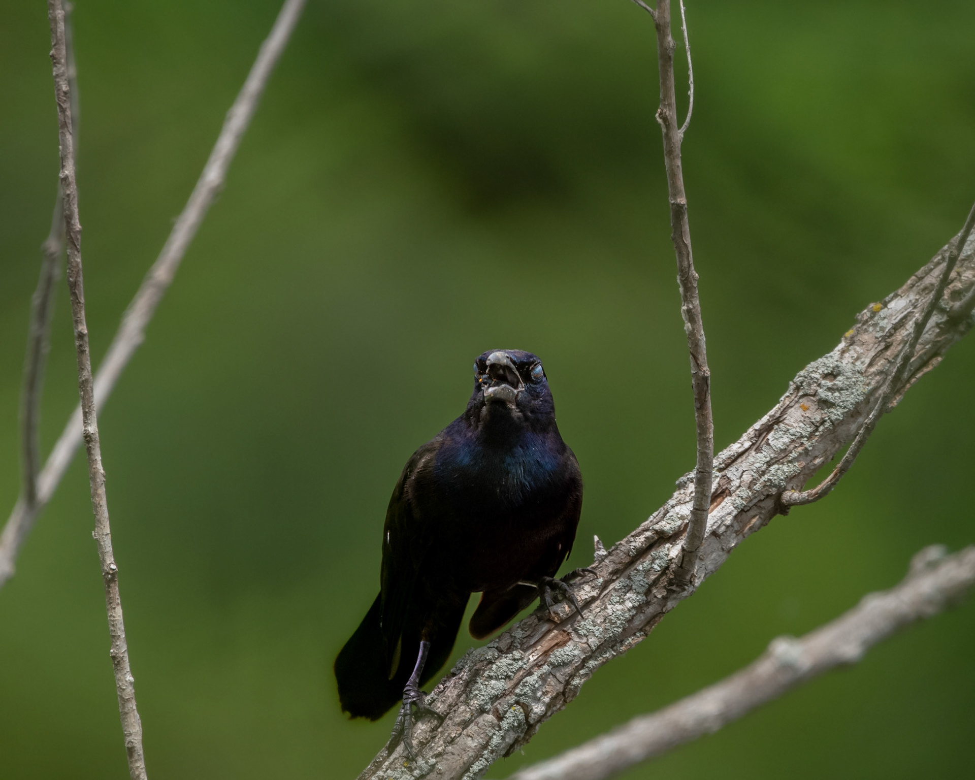 Common Grackle