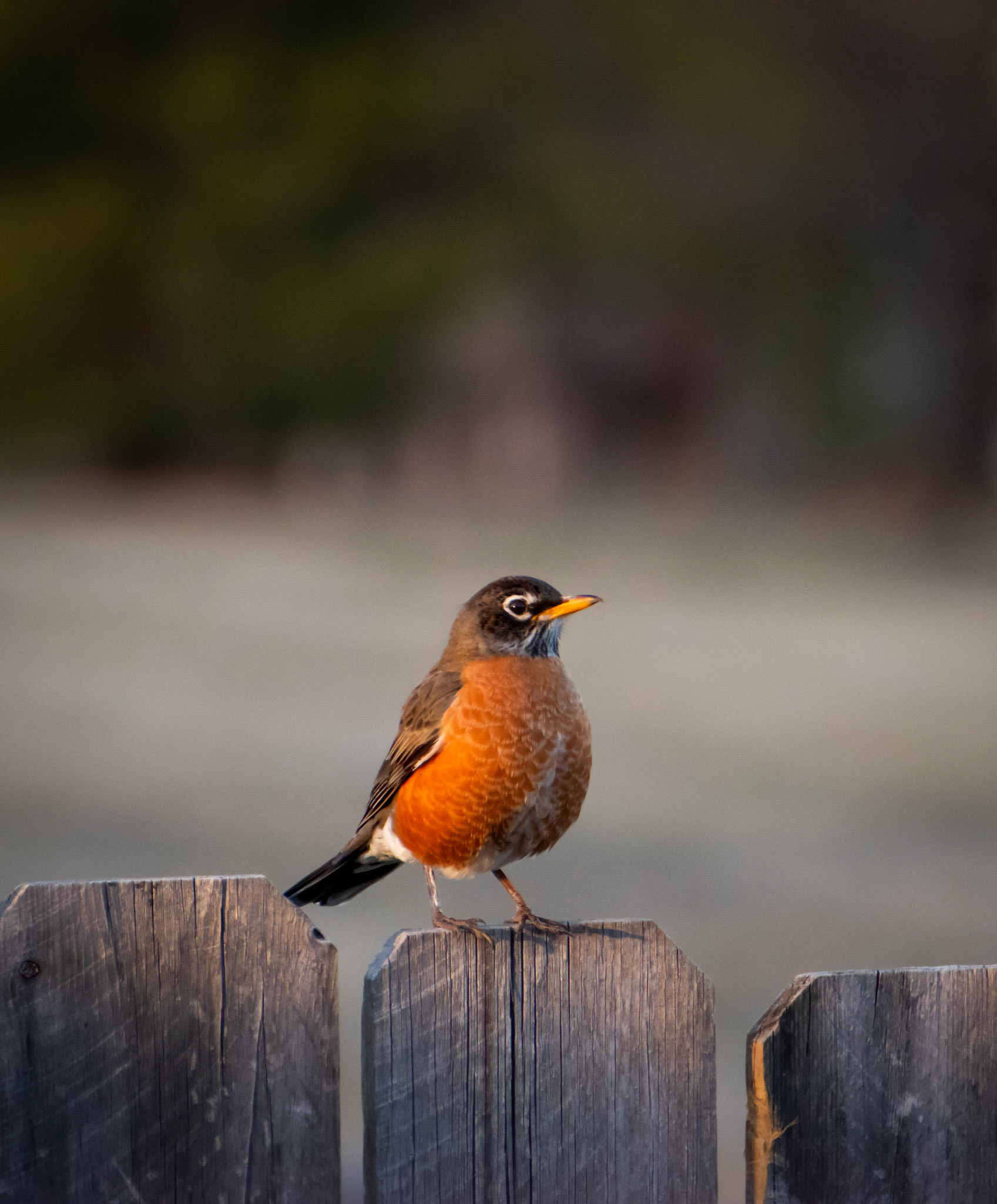 American Robin