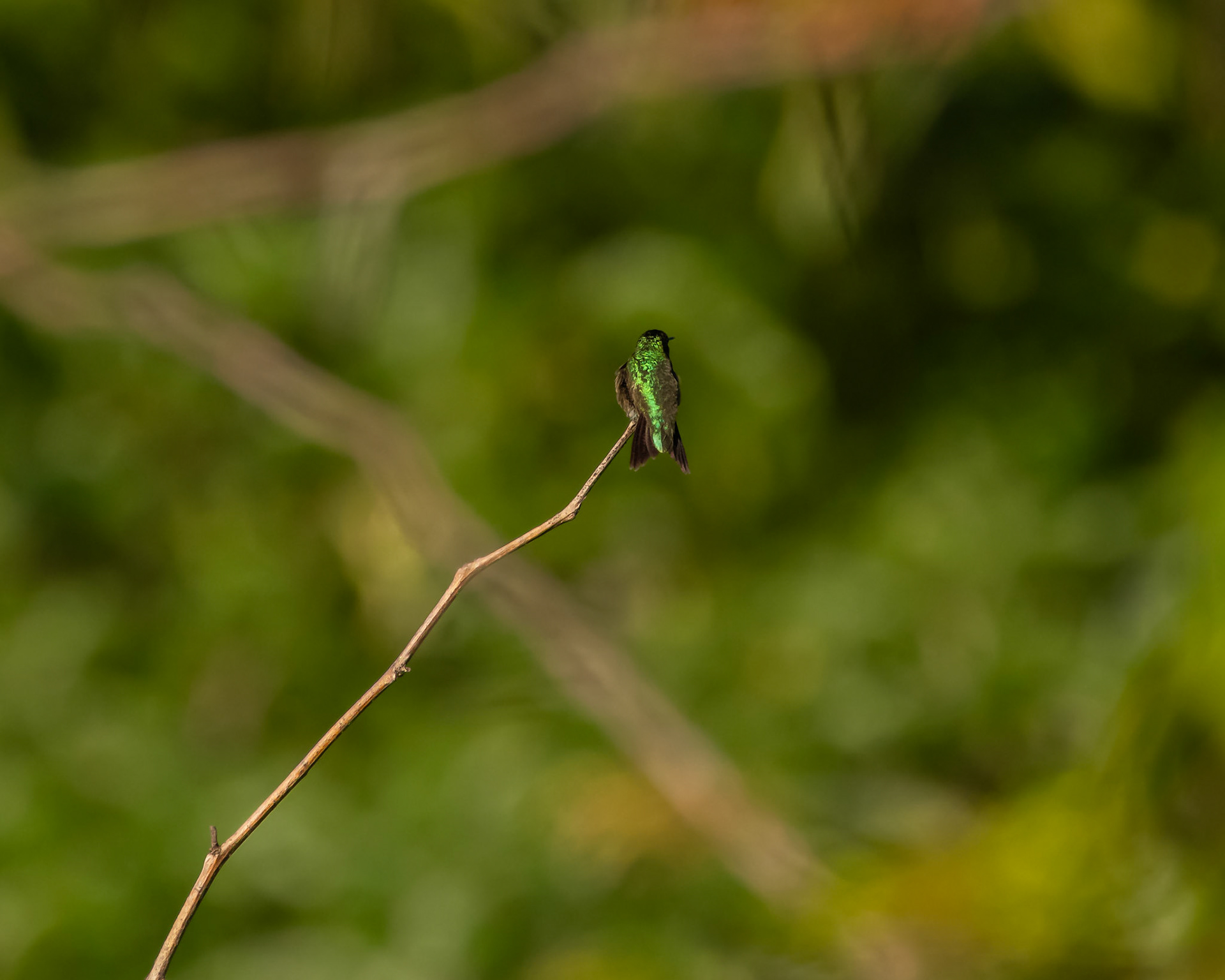 Ruby-throated hummingbird