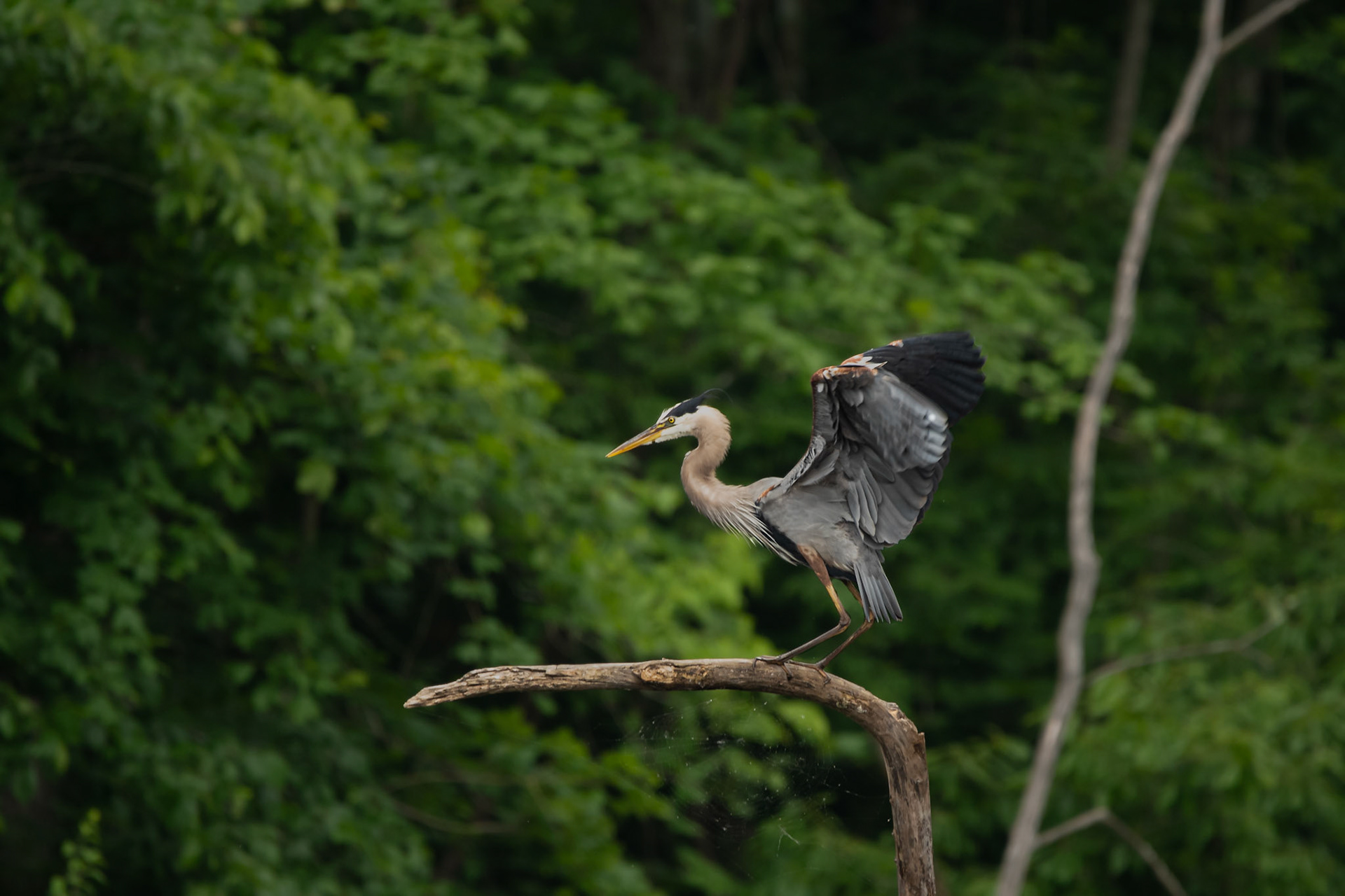 Great Blue Heron