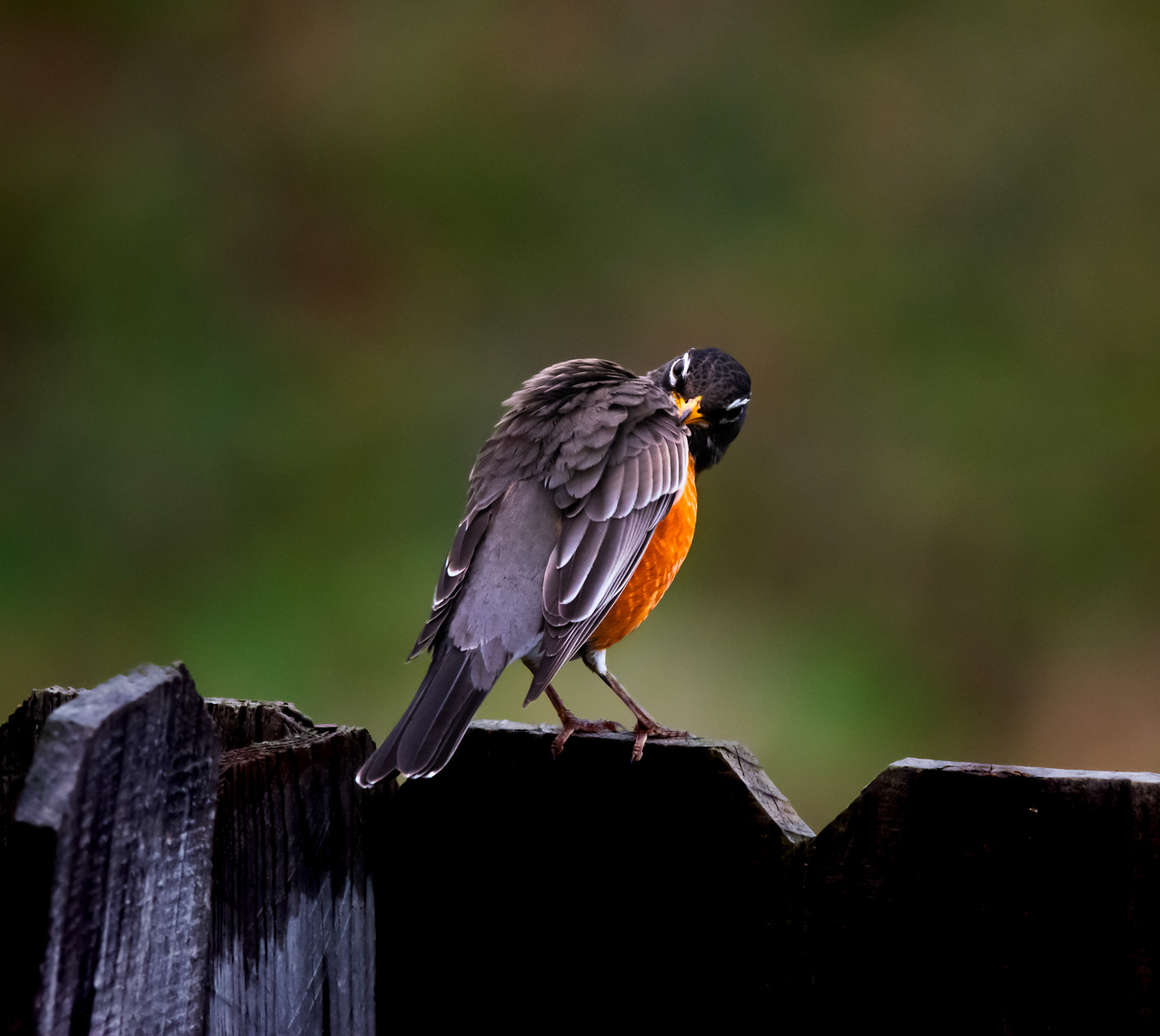 American Robin