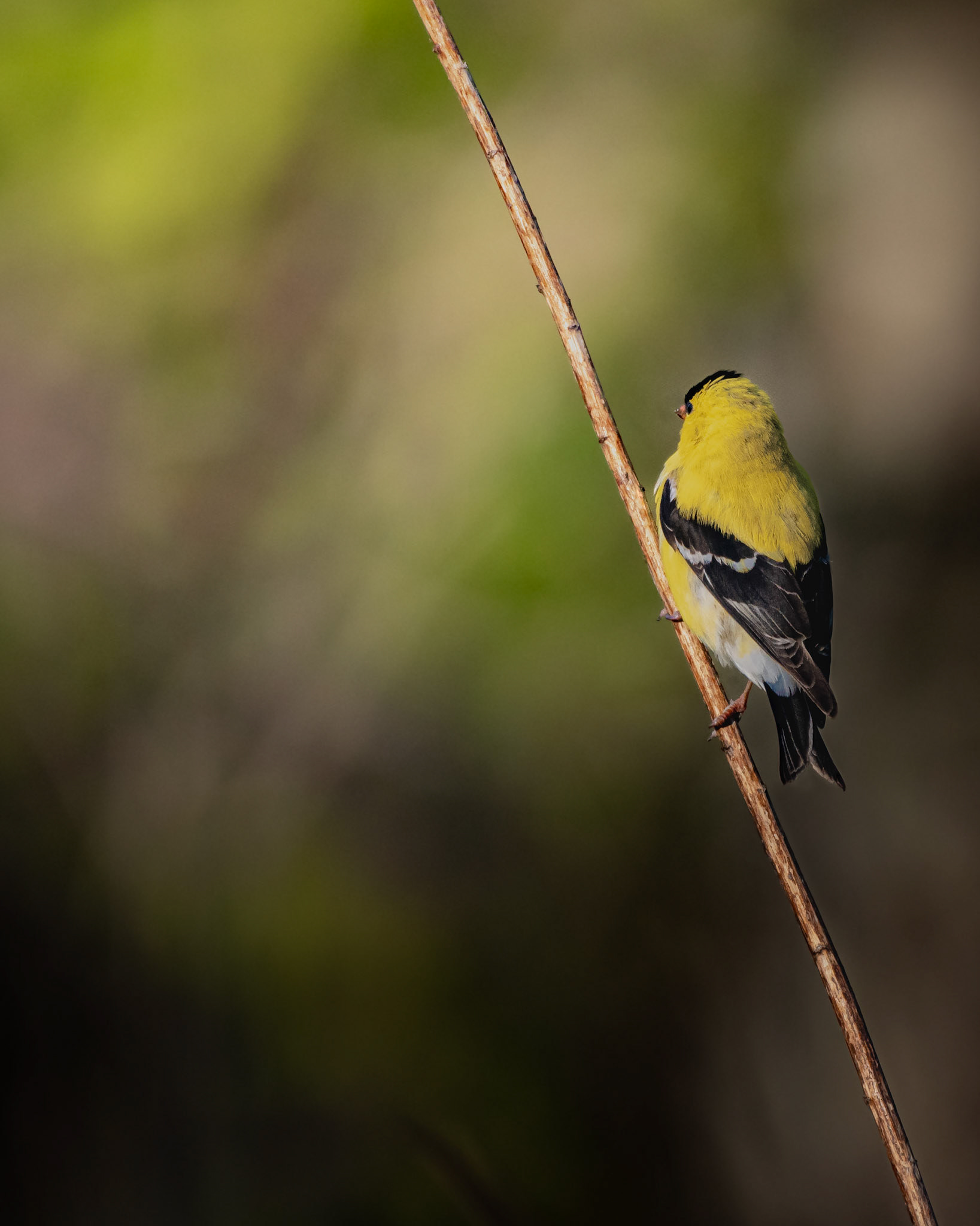 American Goldfinch