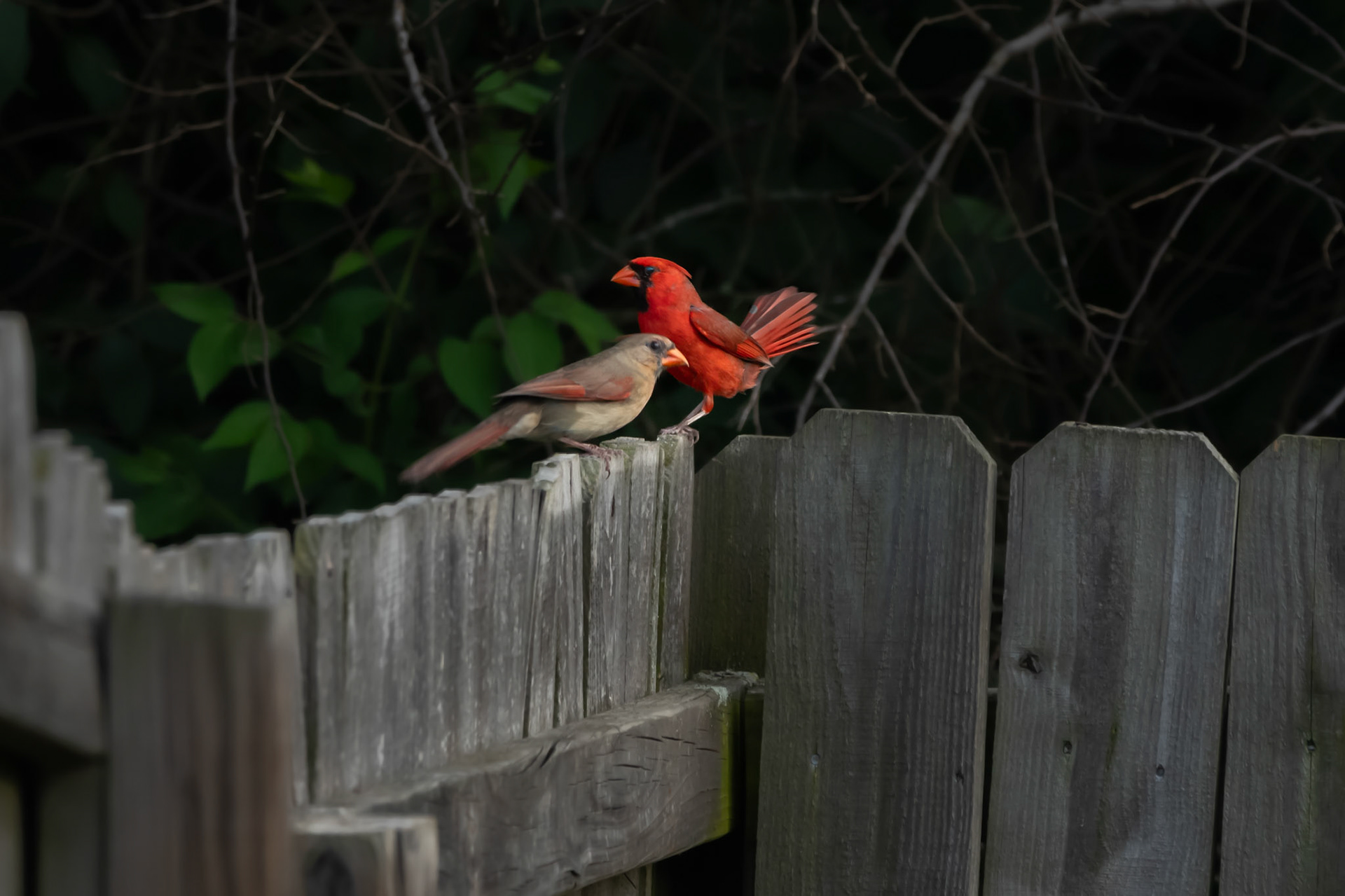 Northern Cardinals
