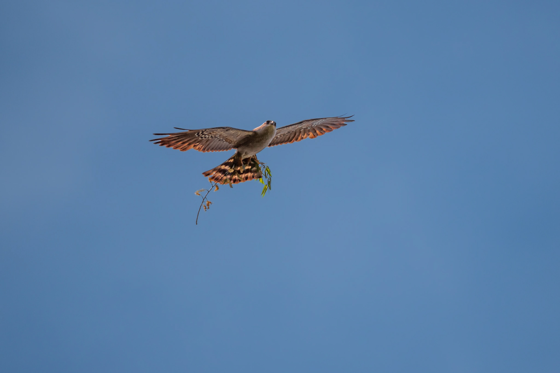 Mississippi Kite