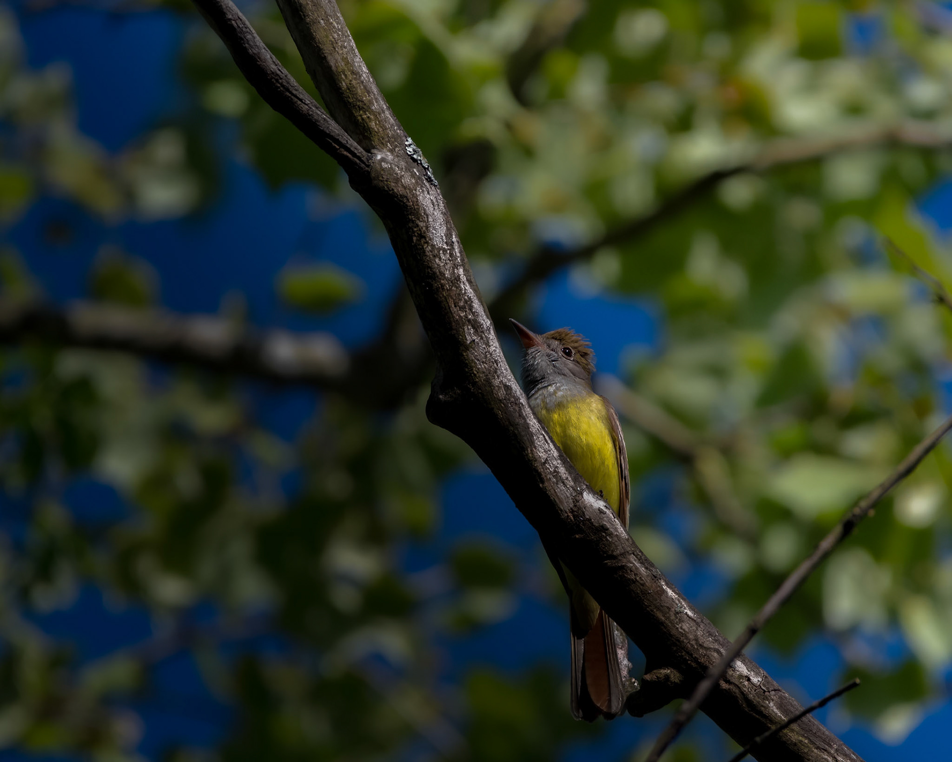 Great Crested Flycatcher
