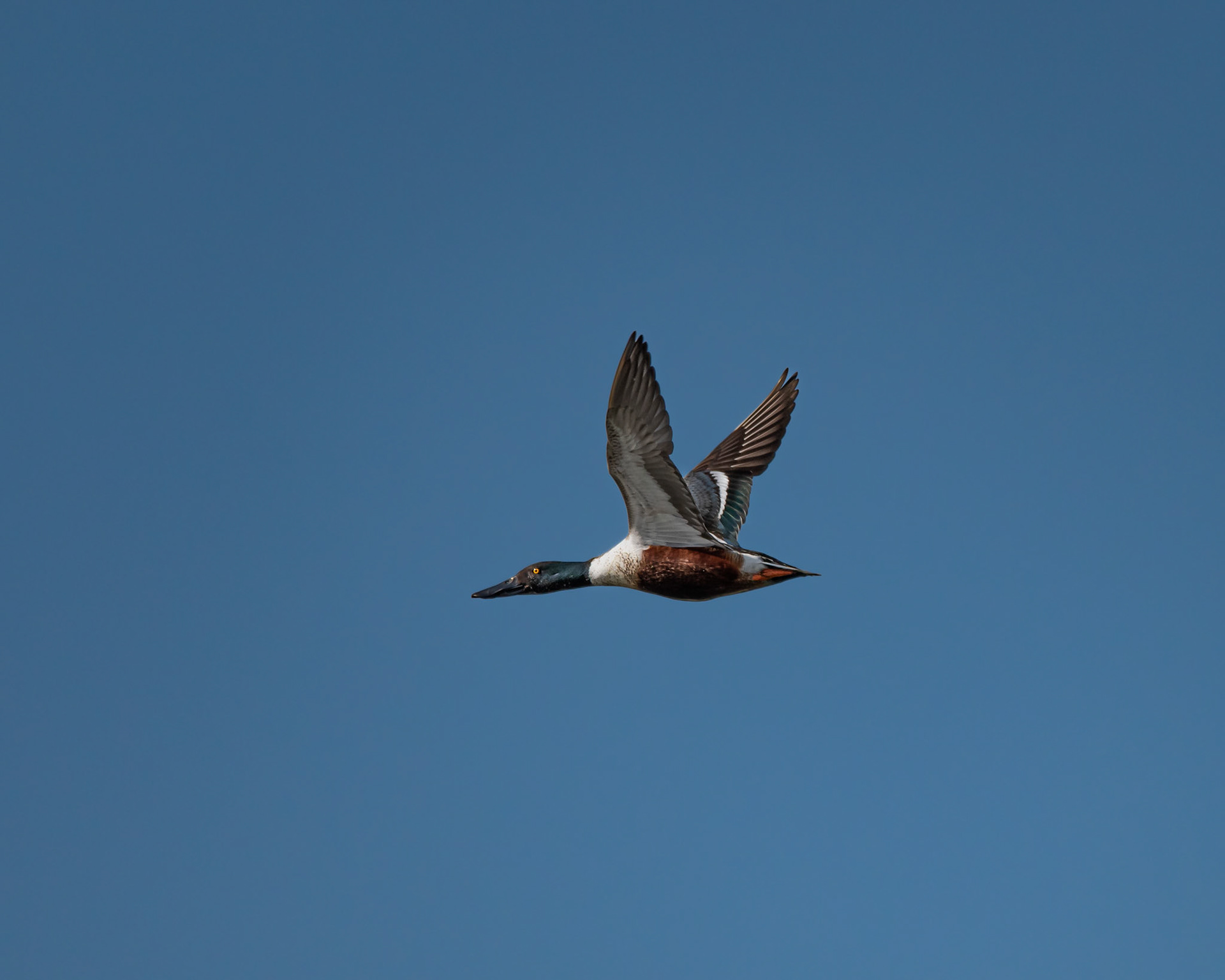 Northern Shoveler