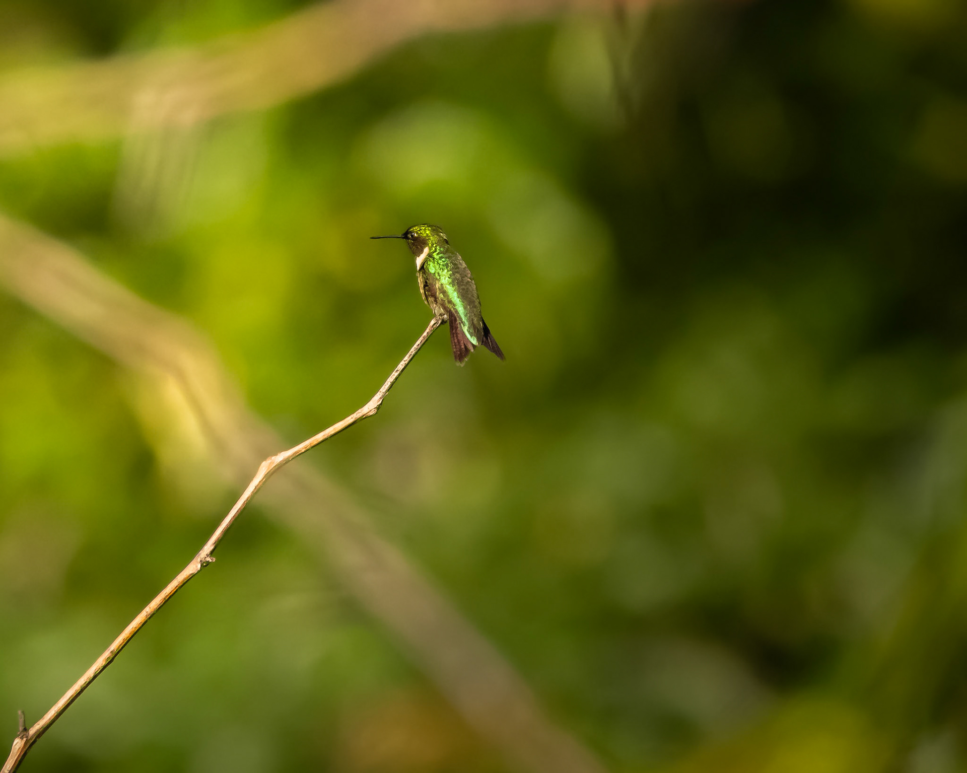 Ruby-throated hummingbird