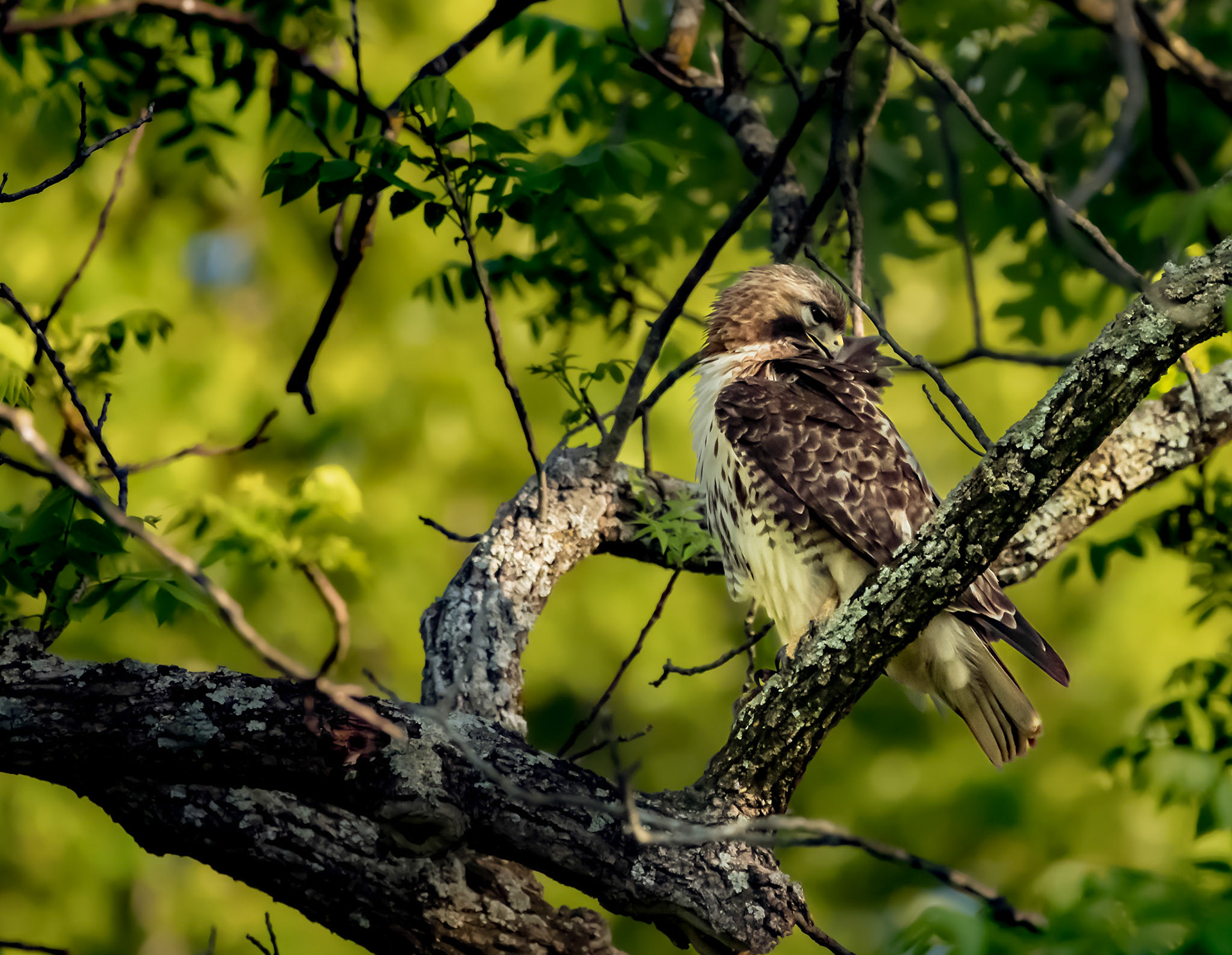 Red-Tailed Hawk