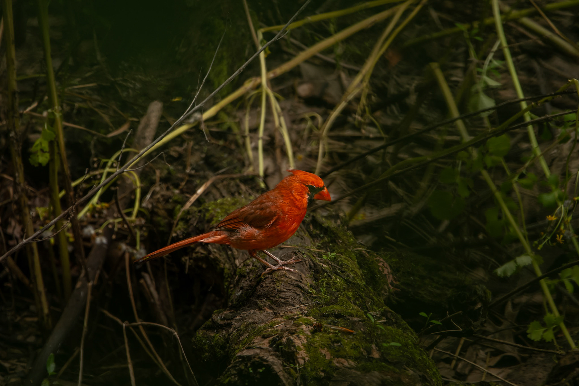 Northern Cardinal