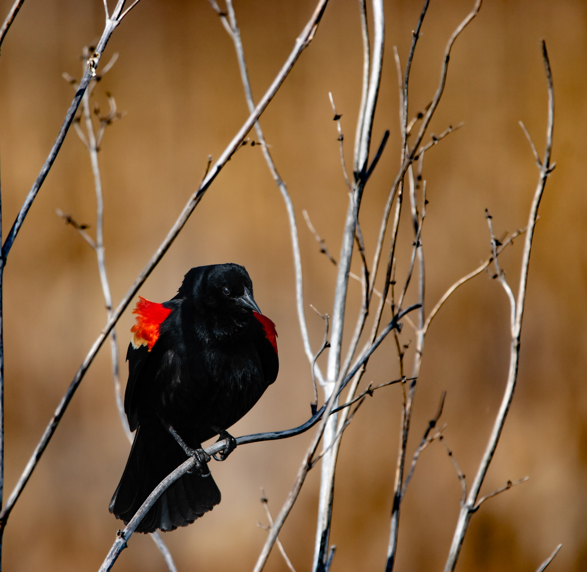 Red-Winged Blackbird