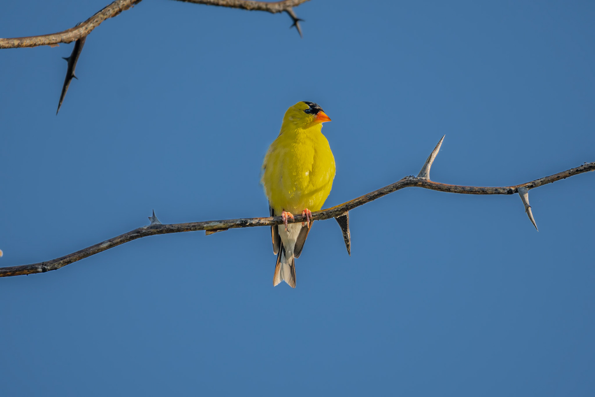American Goldfinch
