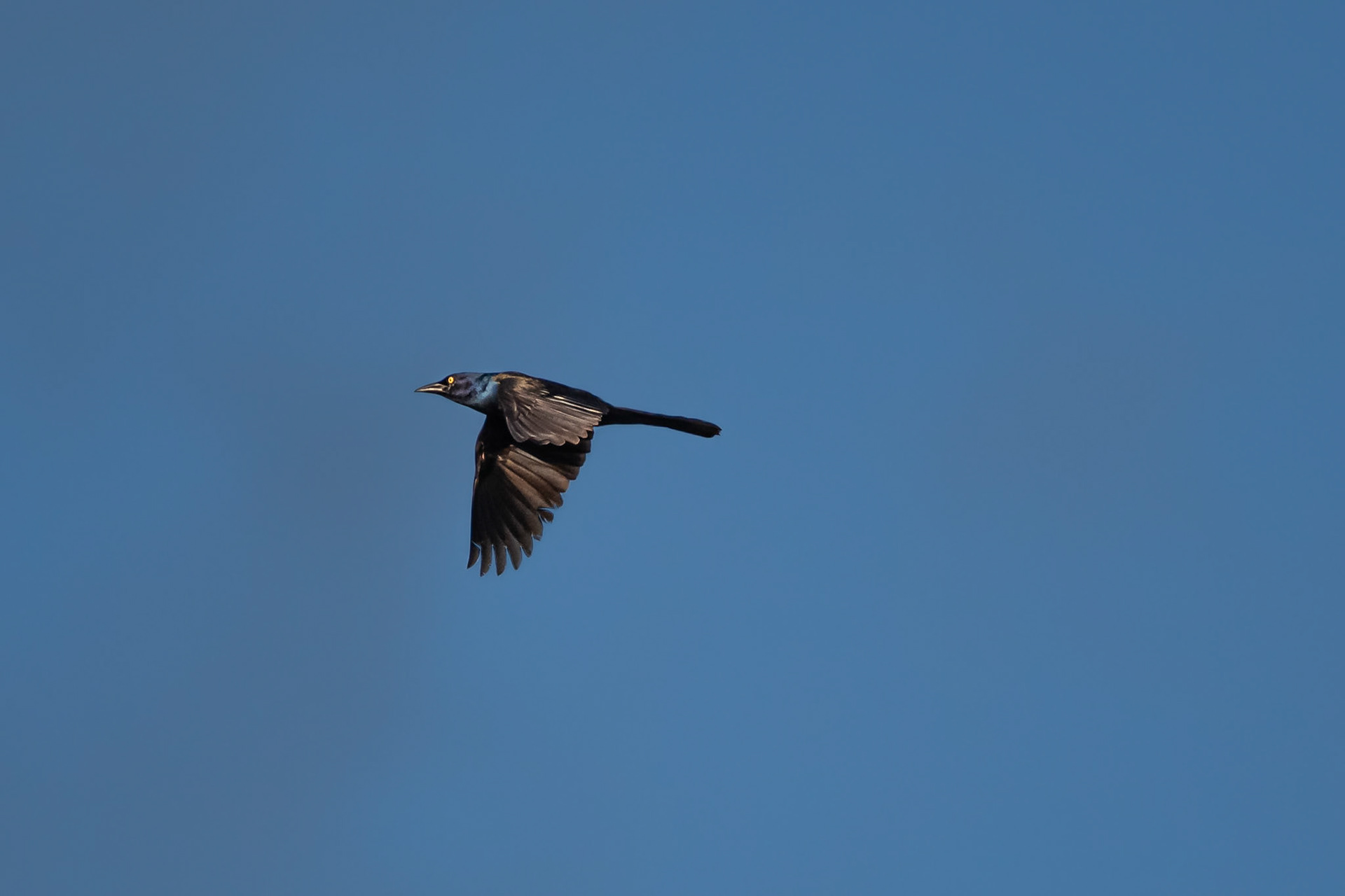 Common Grackle