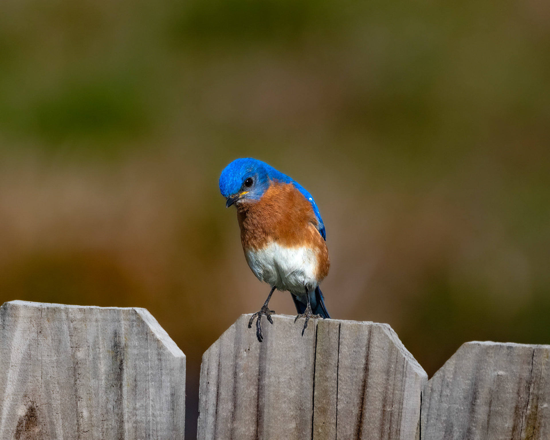 Eastern Bluebird 
