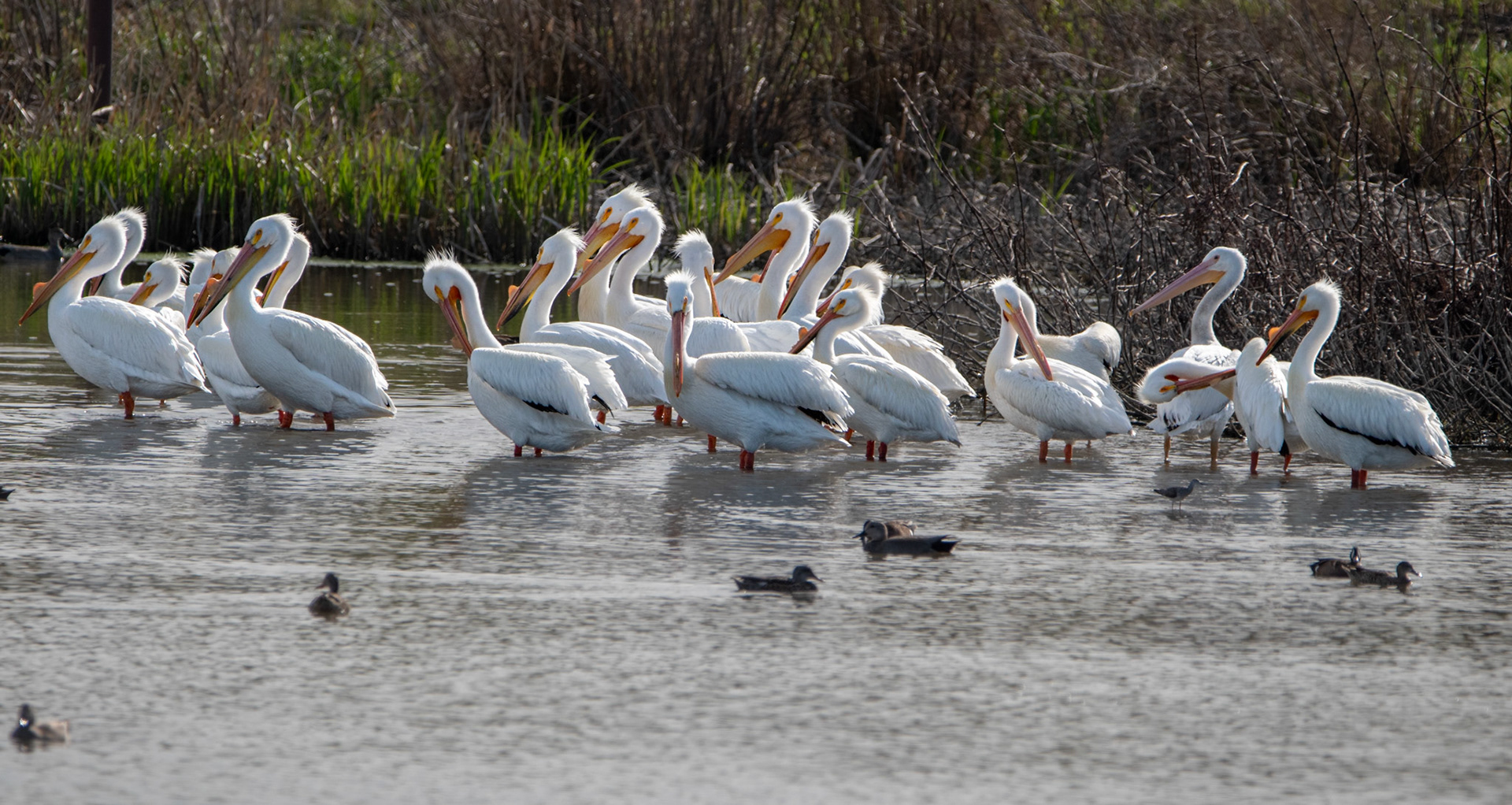 American White Pelican