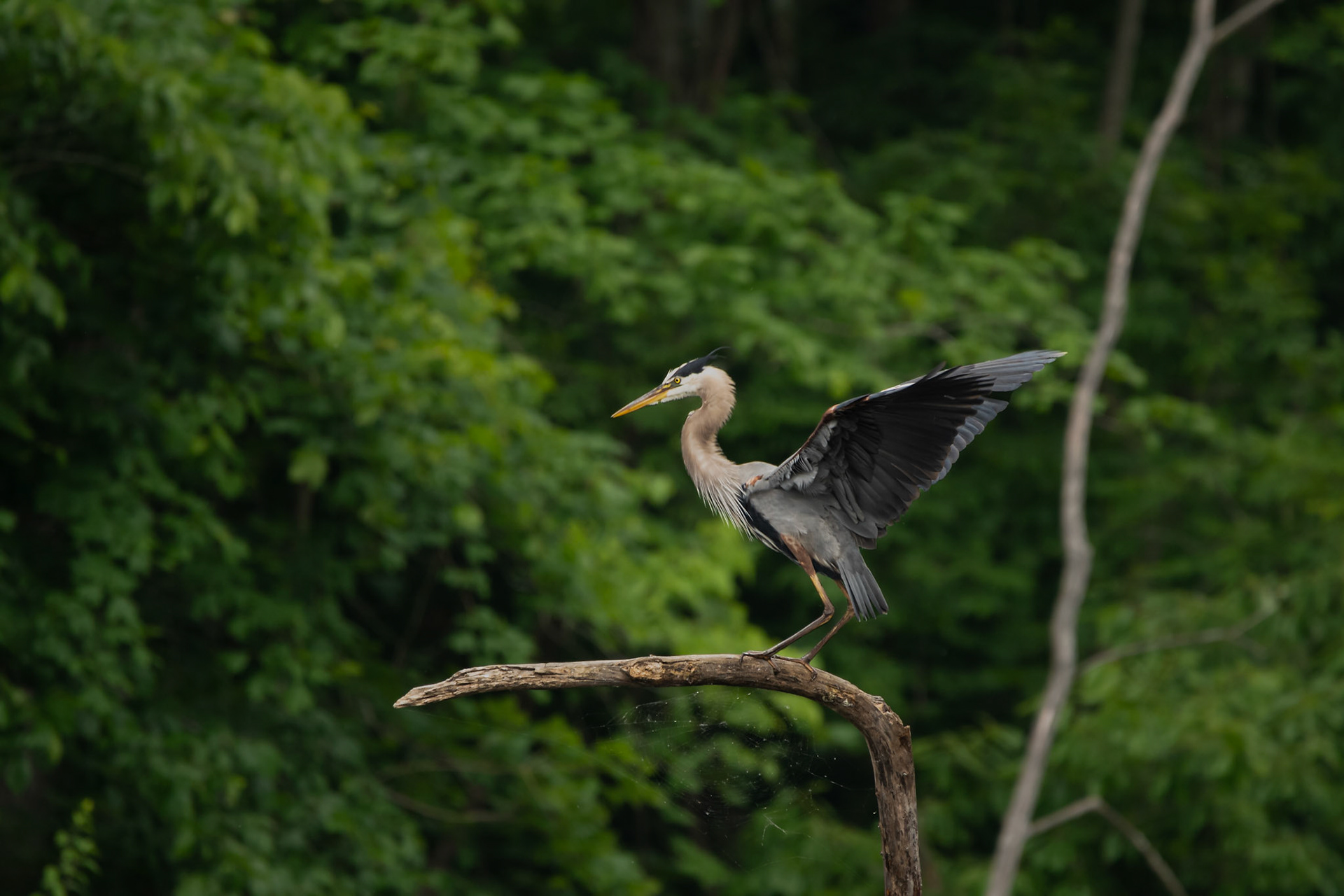 Great Blue Heron