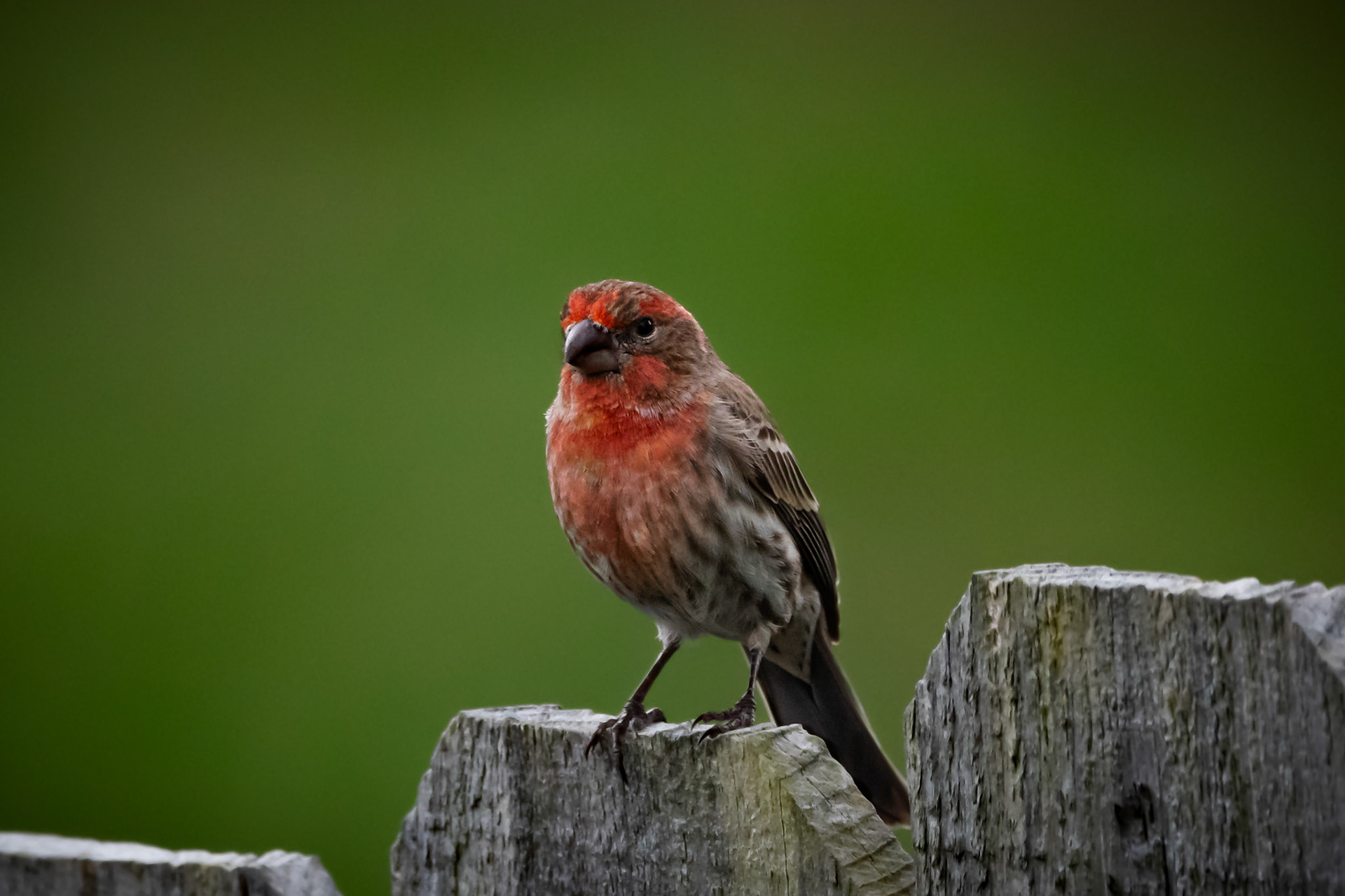 House Finch