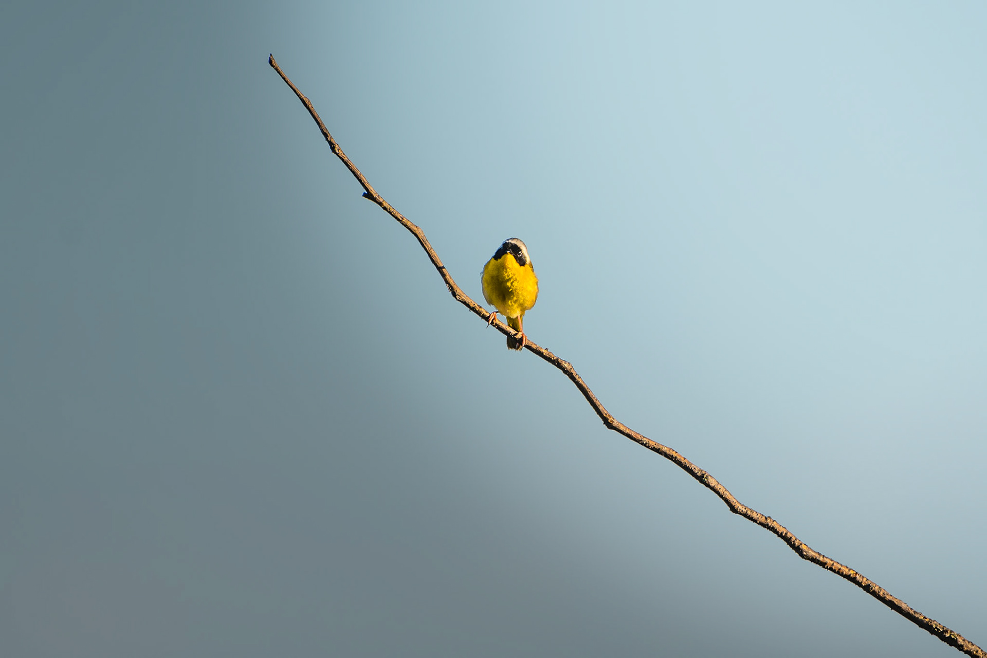 Common Yellowthroat