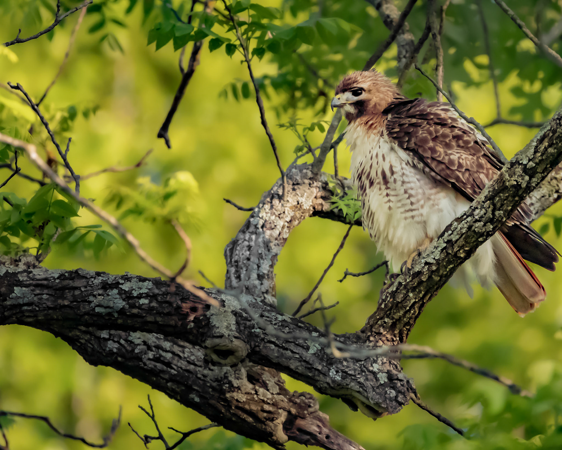 Red-Tailed Hawk