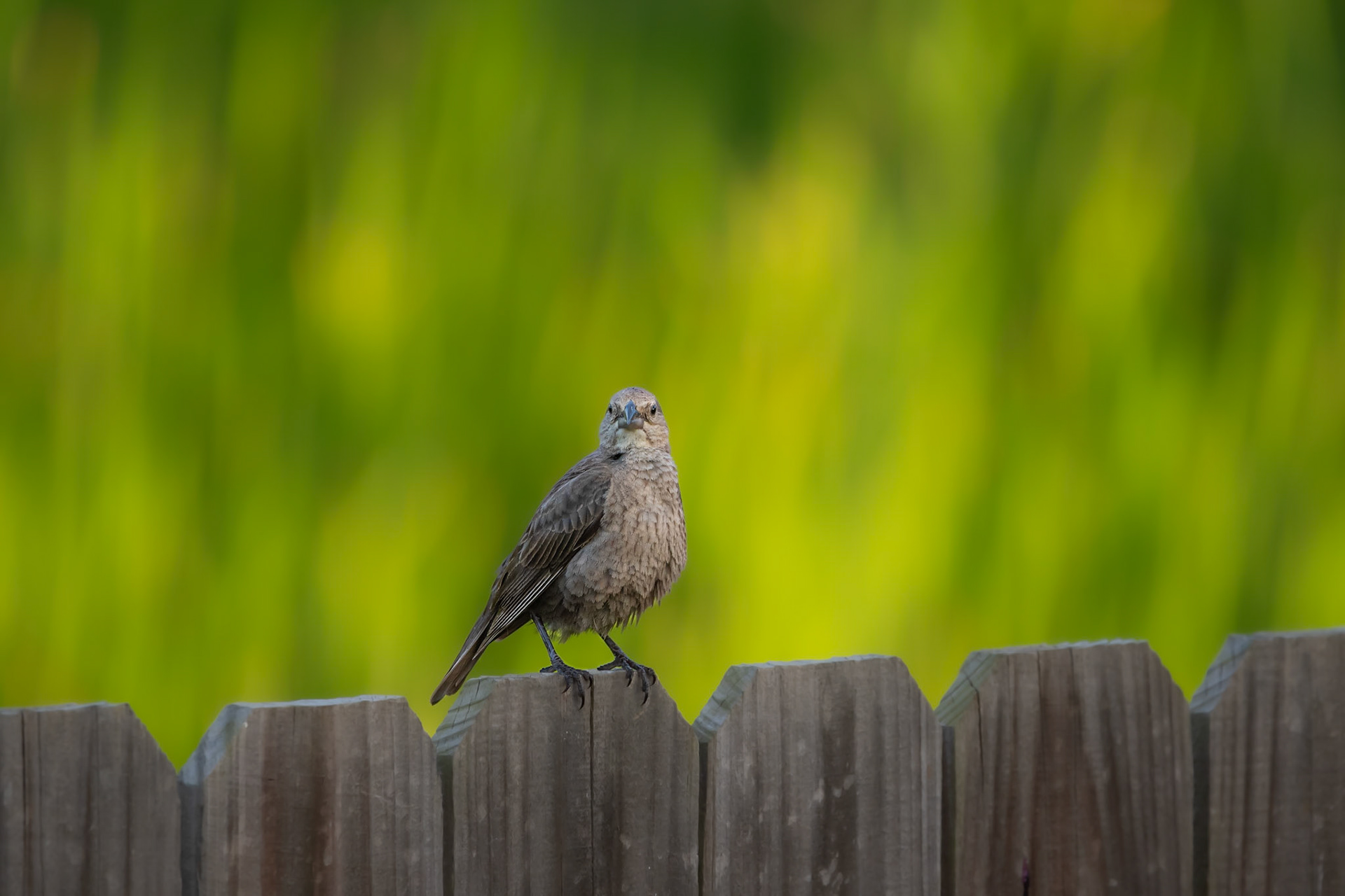 Red-Winged Blackbird (Female)