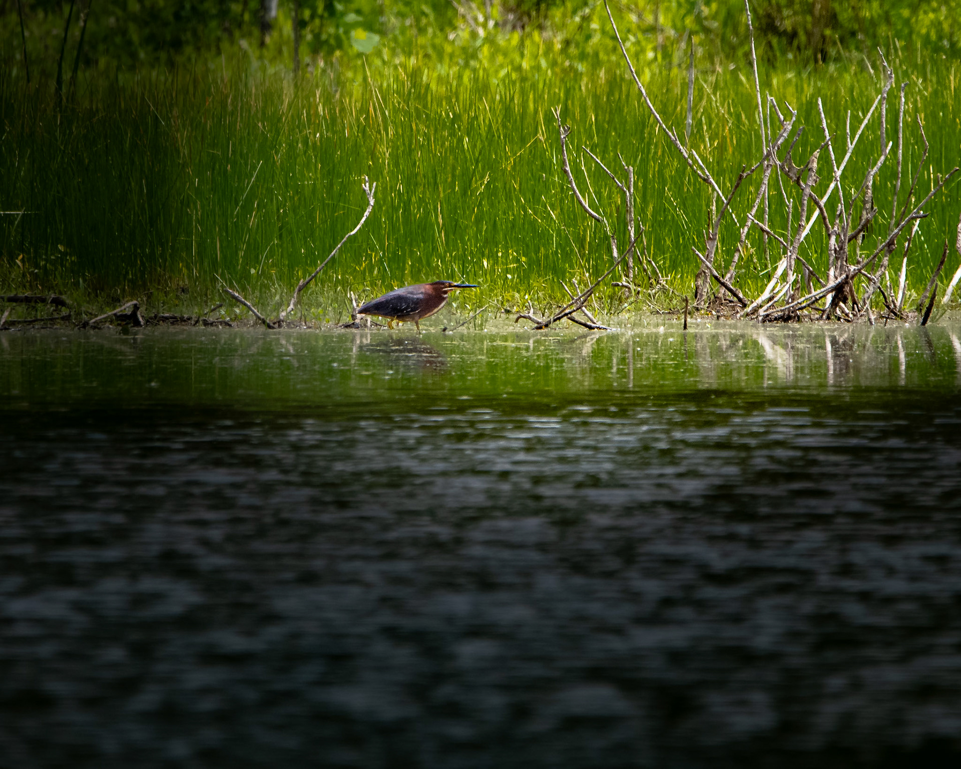 Green Heron