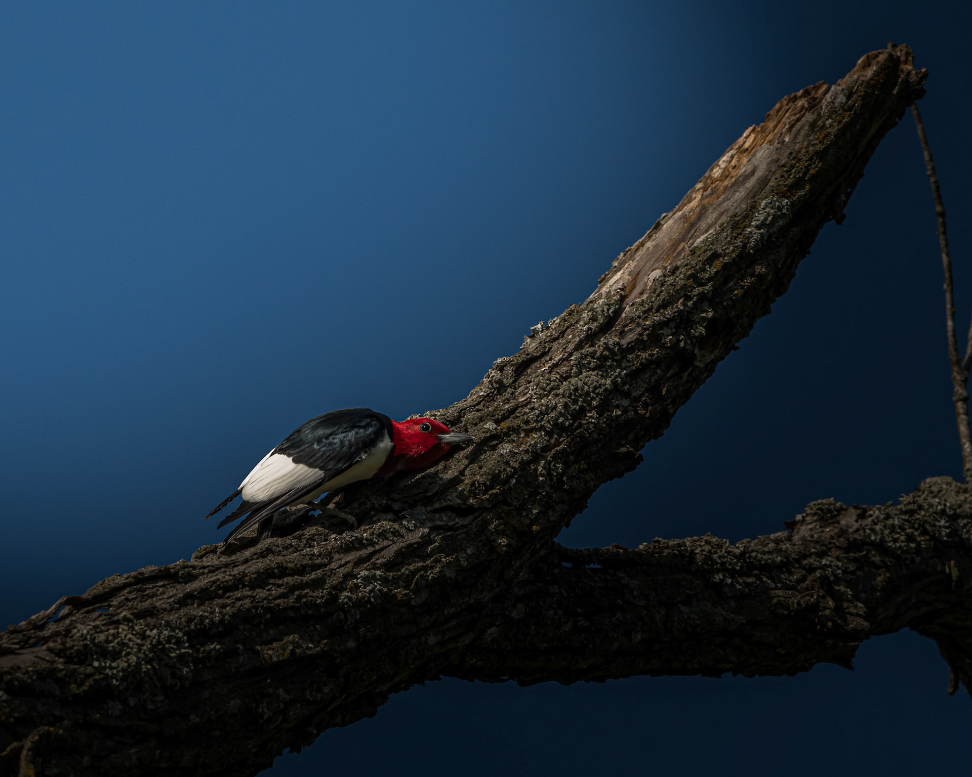 Red-Headed Woodpecker