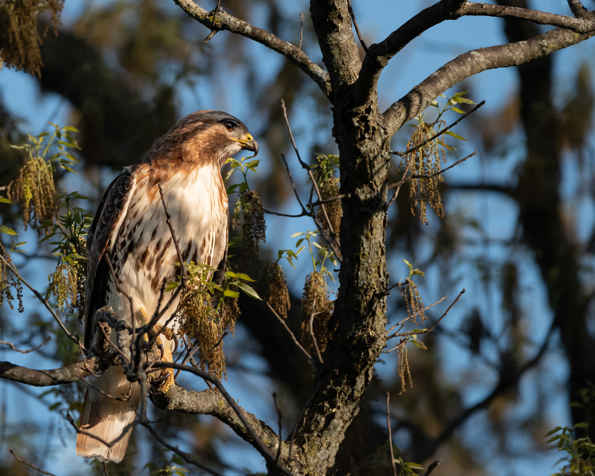 Red-Tailed Hawk