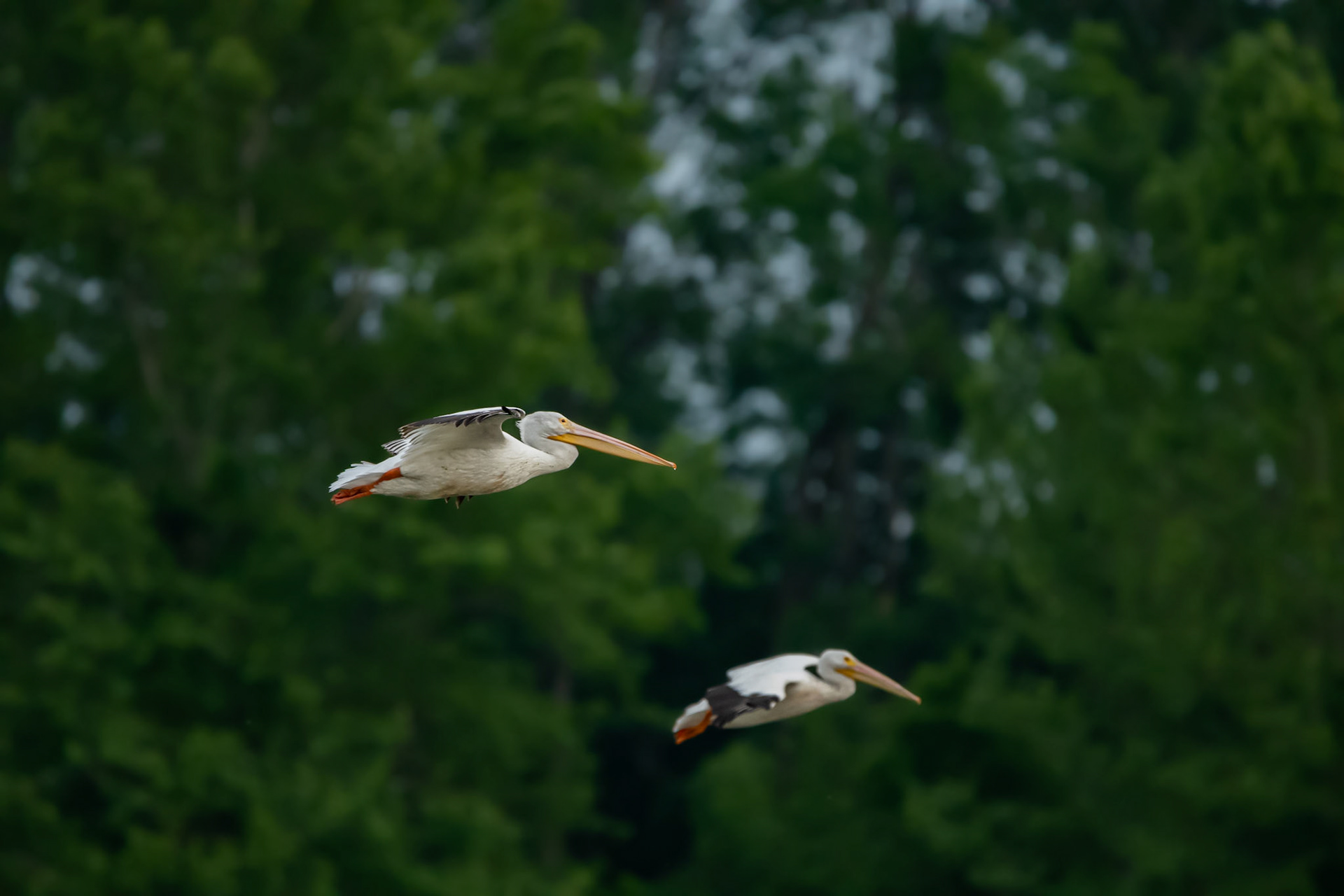 Blue-Winged Teal