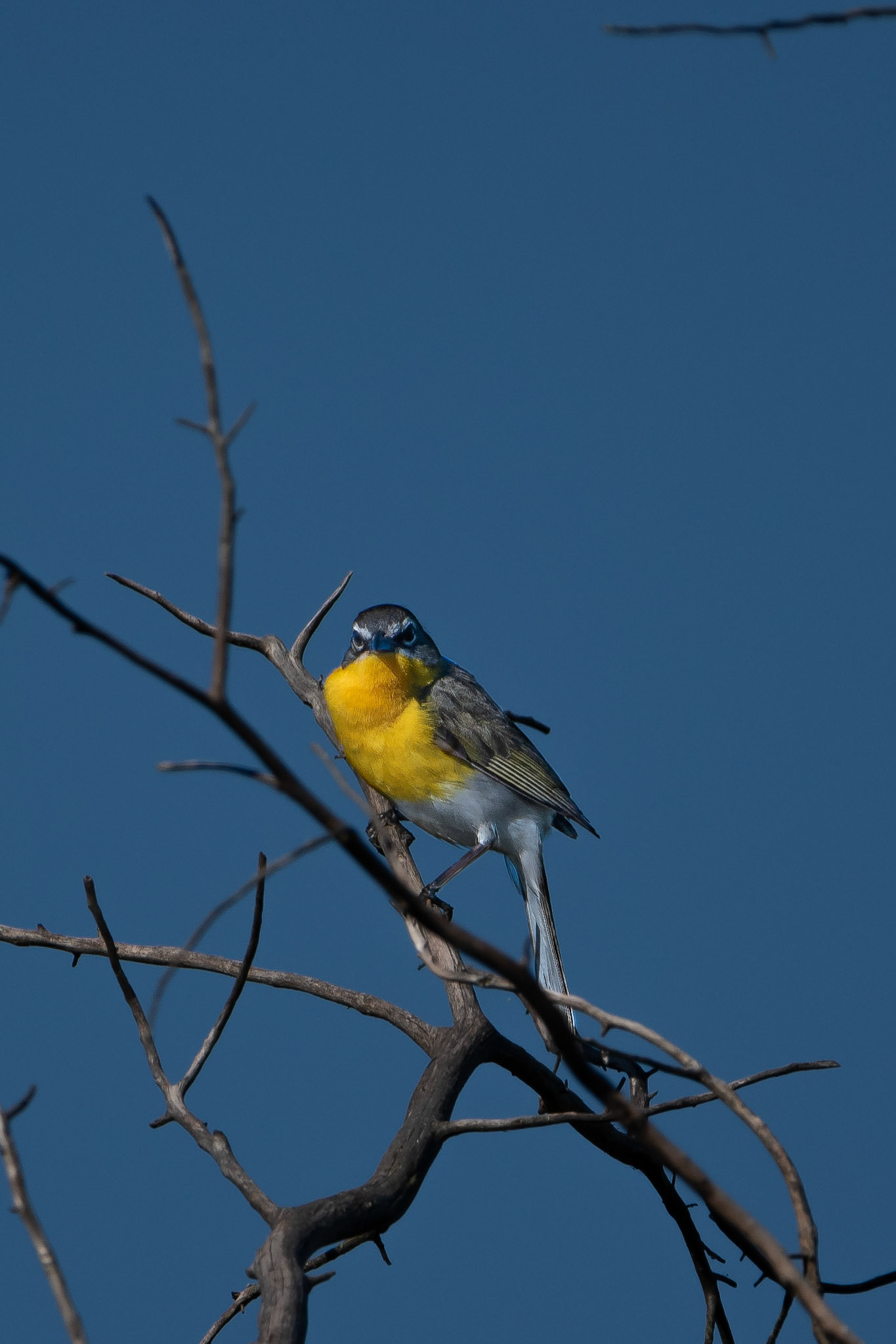 Yellow-Breasted Chat