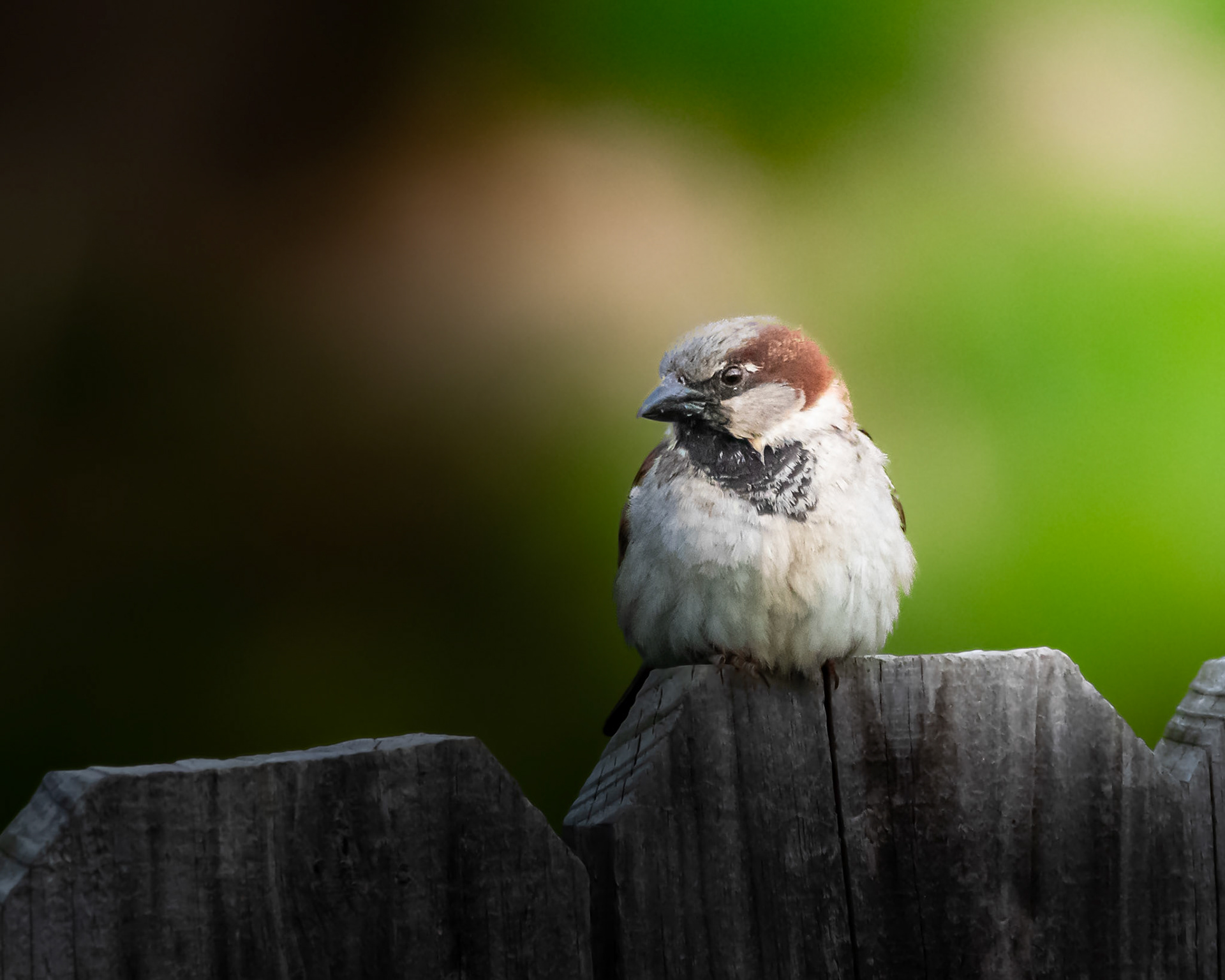 House Sparrow