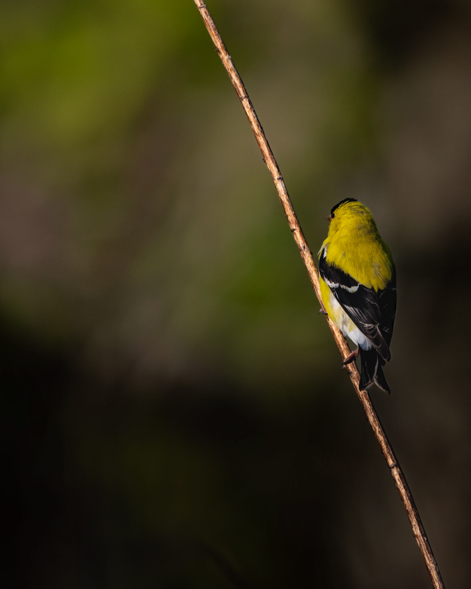 American Goldfinch