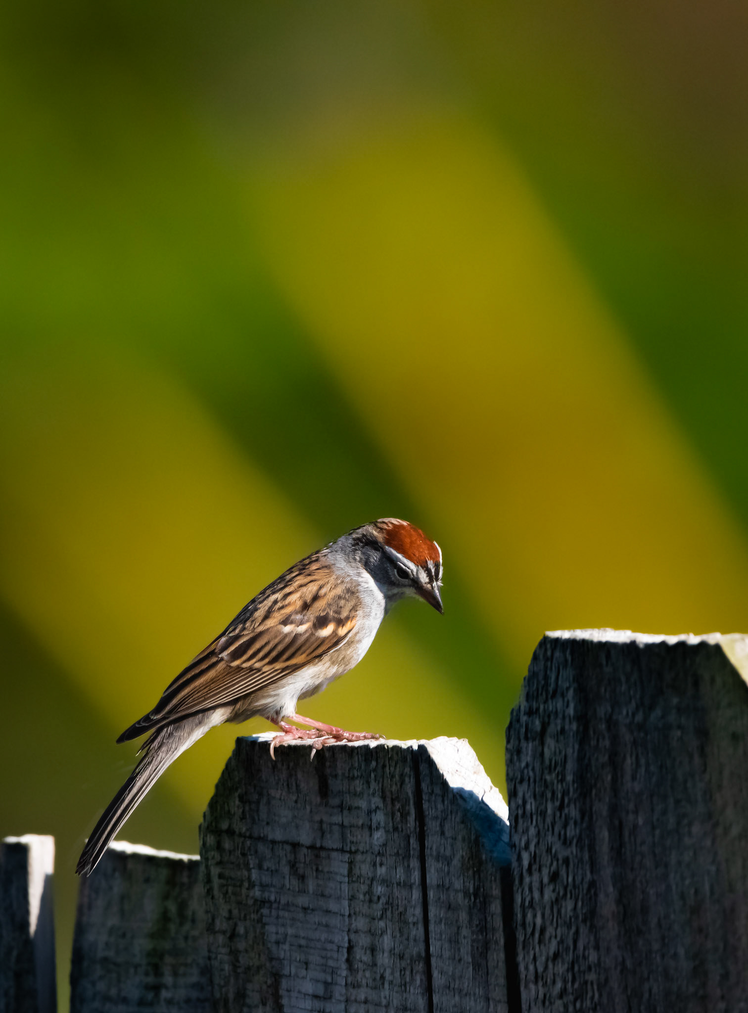 Chipping Sparrow