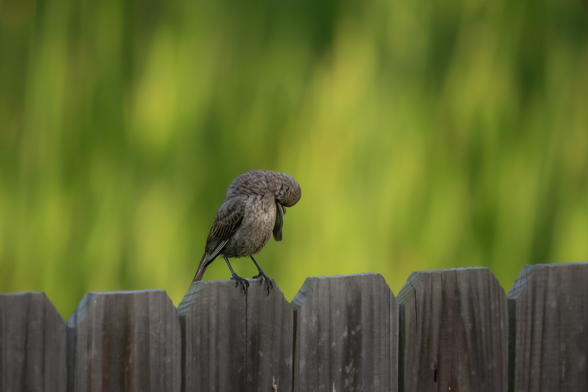 Red-Winged Blackbird (Female)